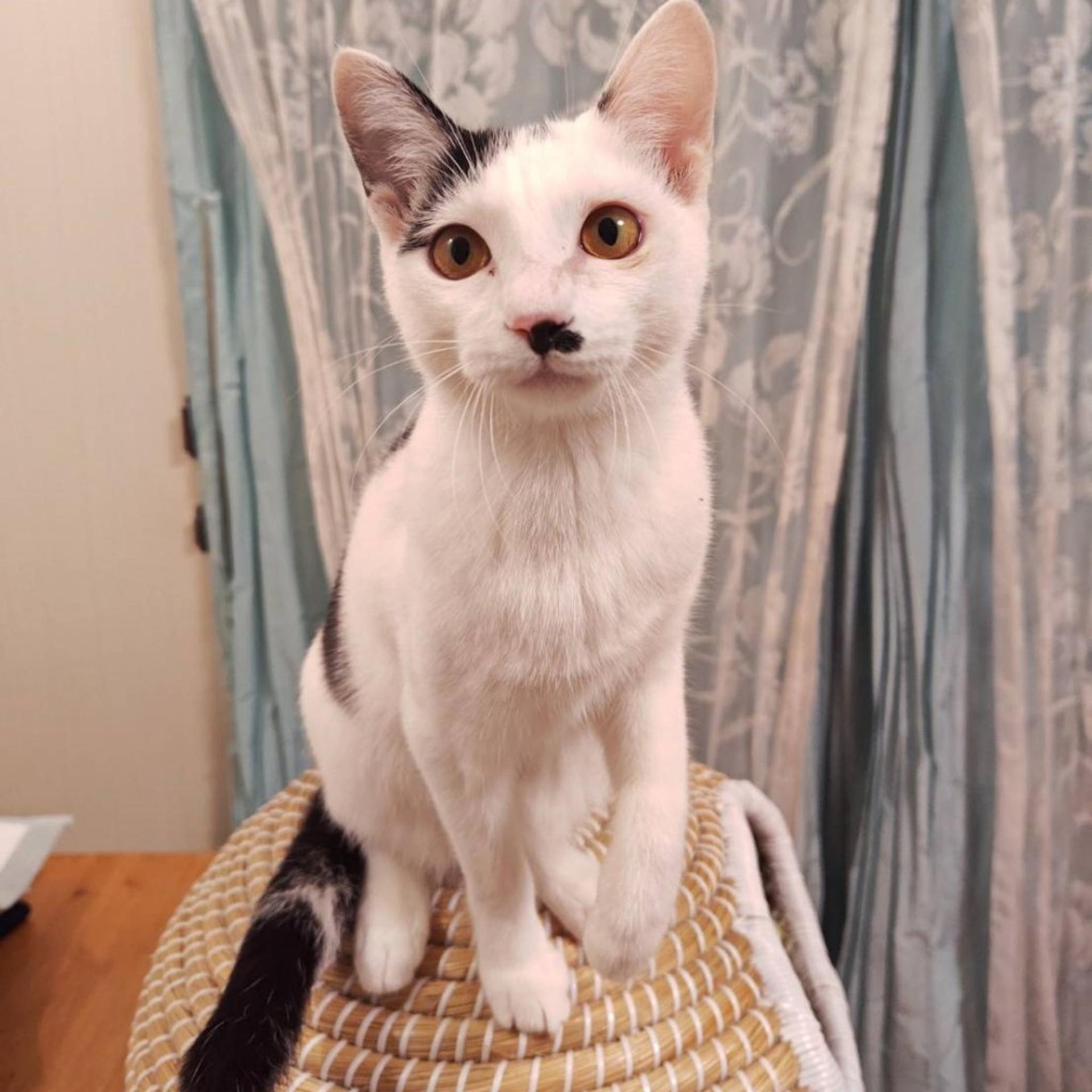 pet-image-8