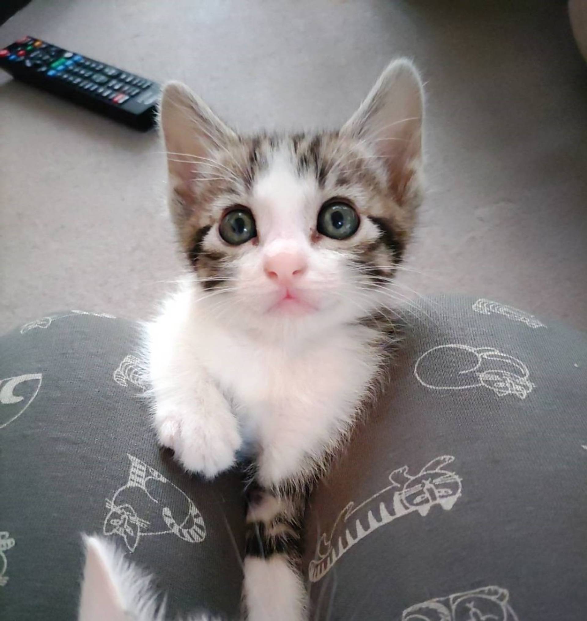 雑種（ミックス猫）・オスの里親募集の写真