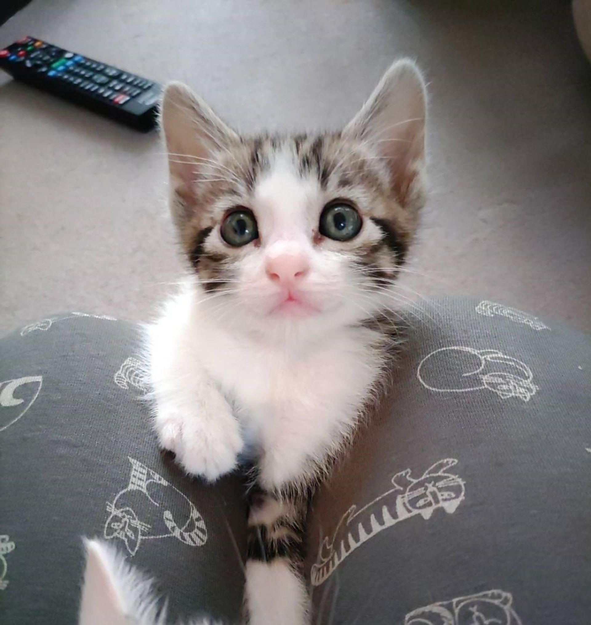 雑種（ミックス猫）・オスの里親募集の写真