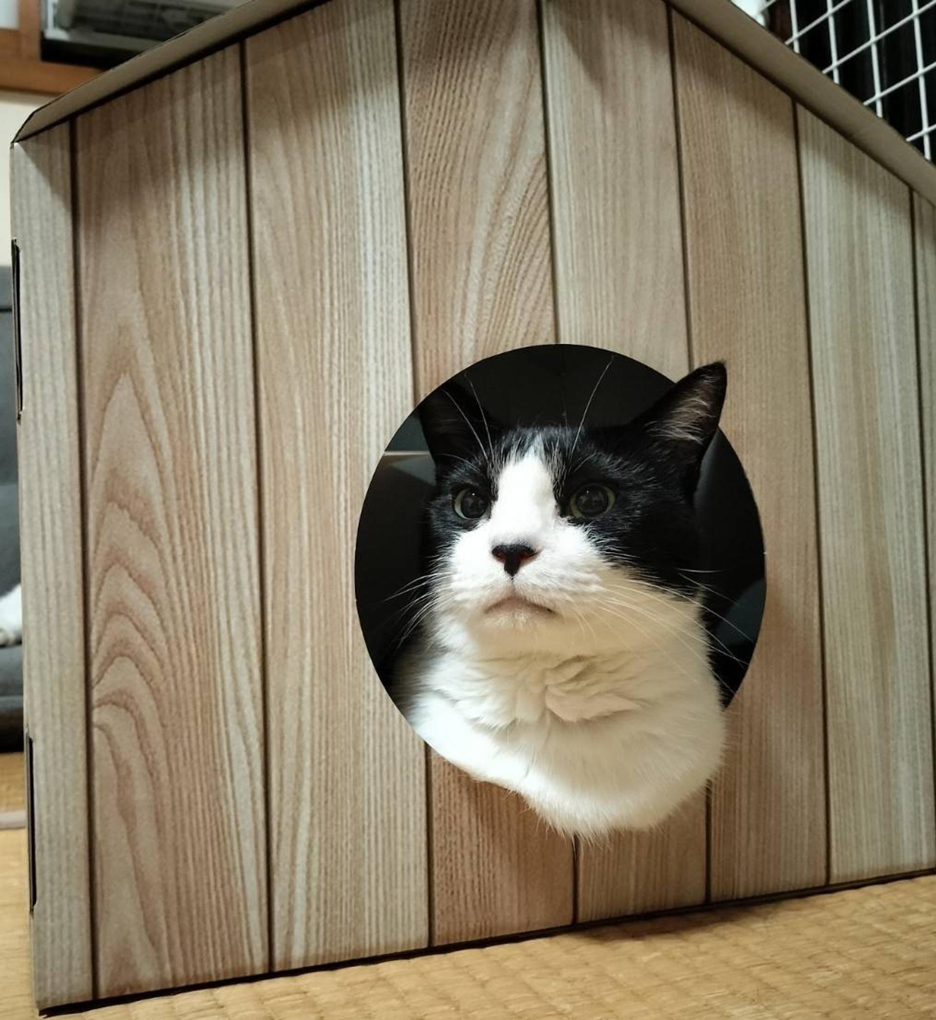 pet-image-7