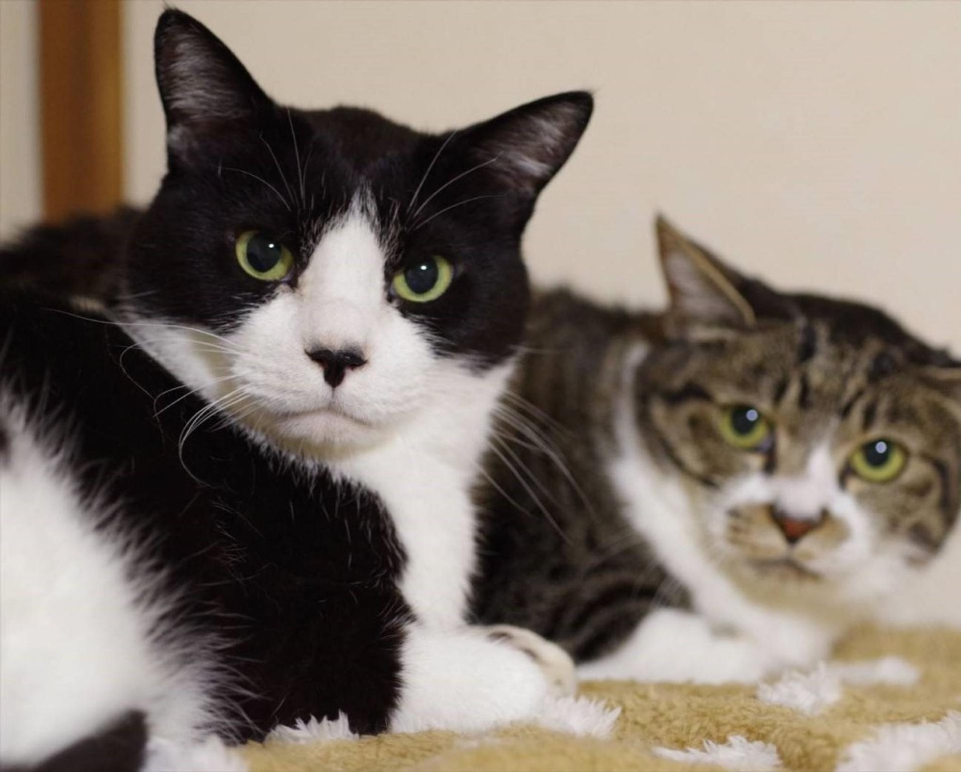 pet-image-9