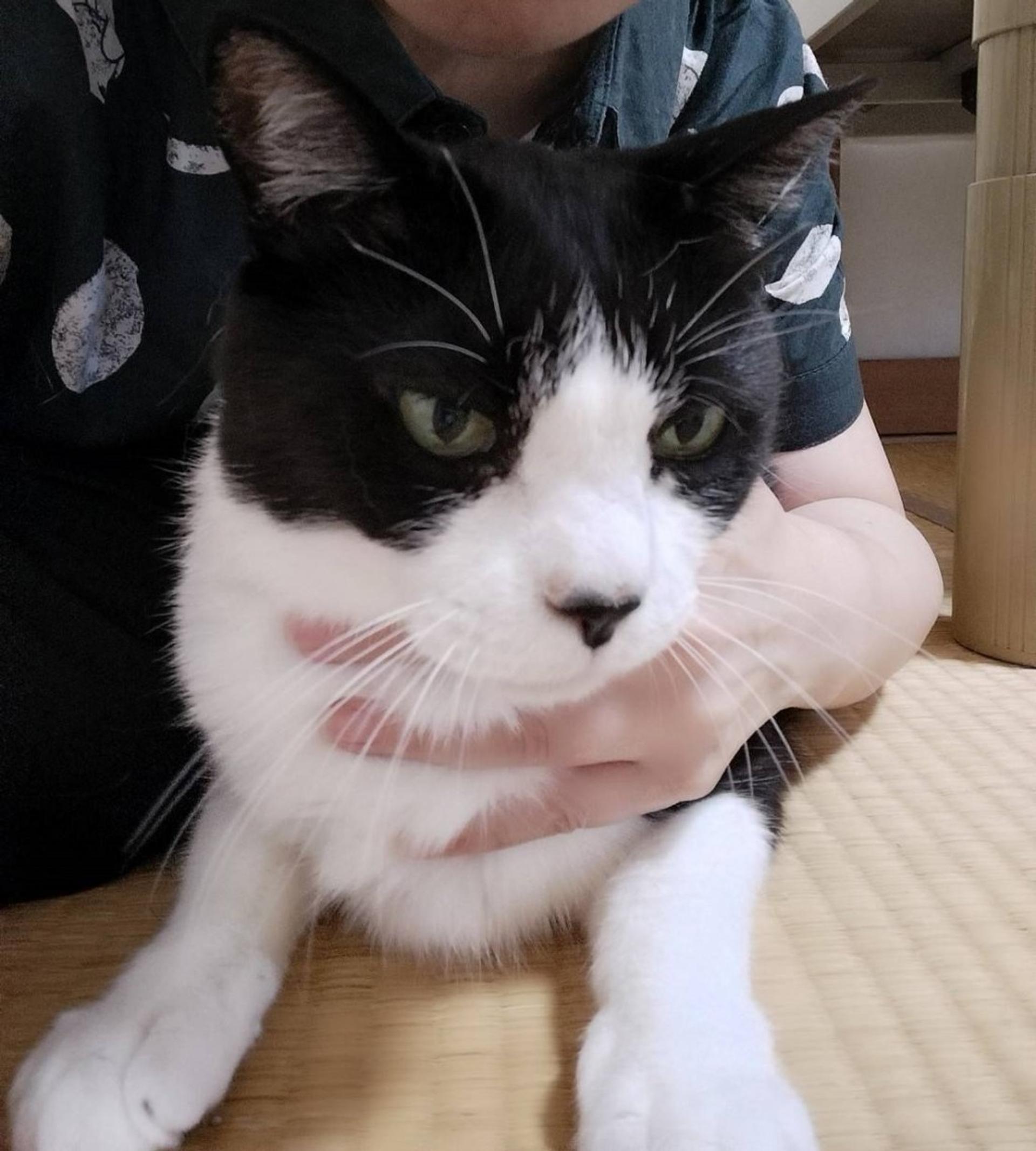 pet-image-10