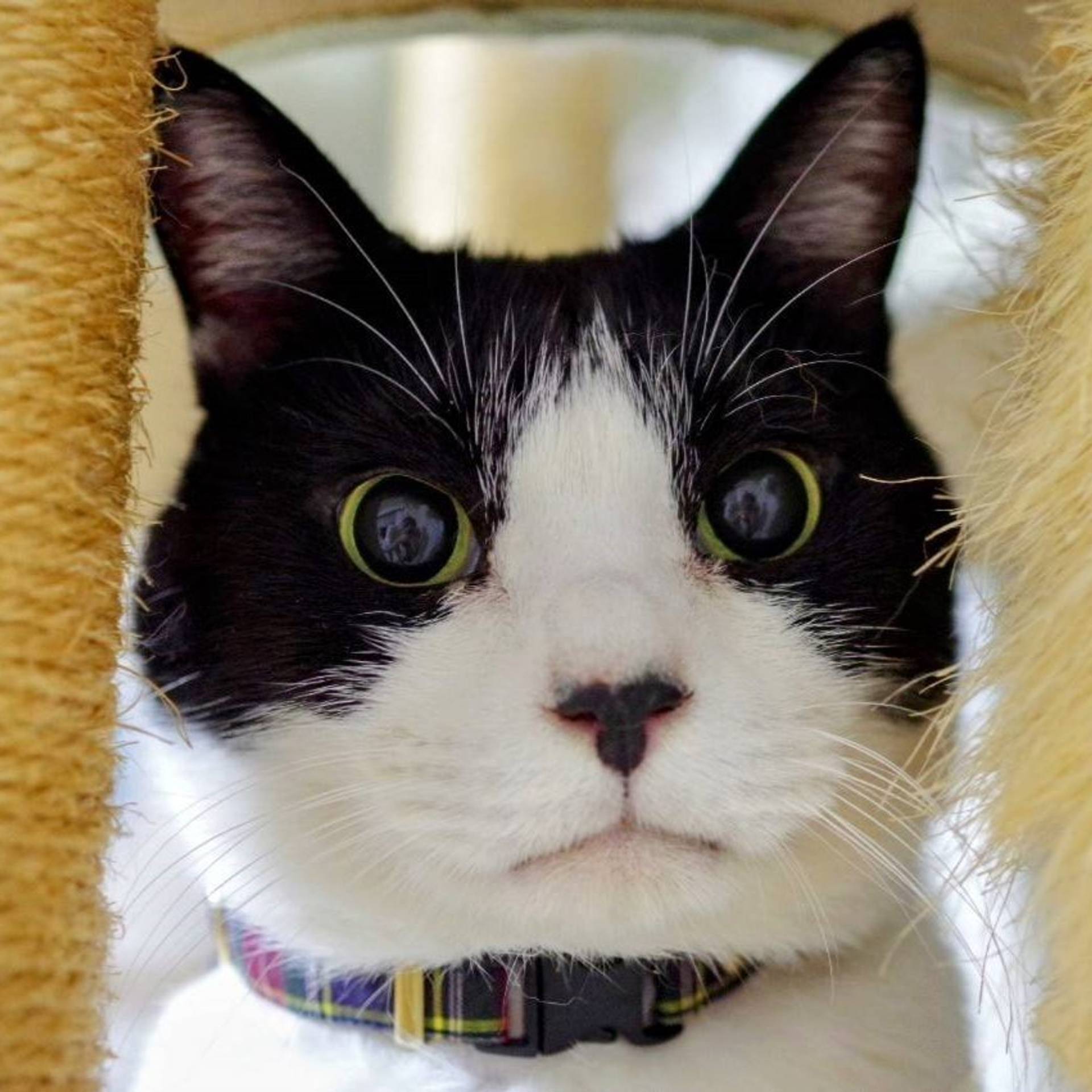 雑種（ミックス猫）・オスの里親募集の写真