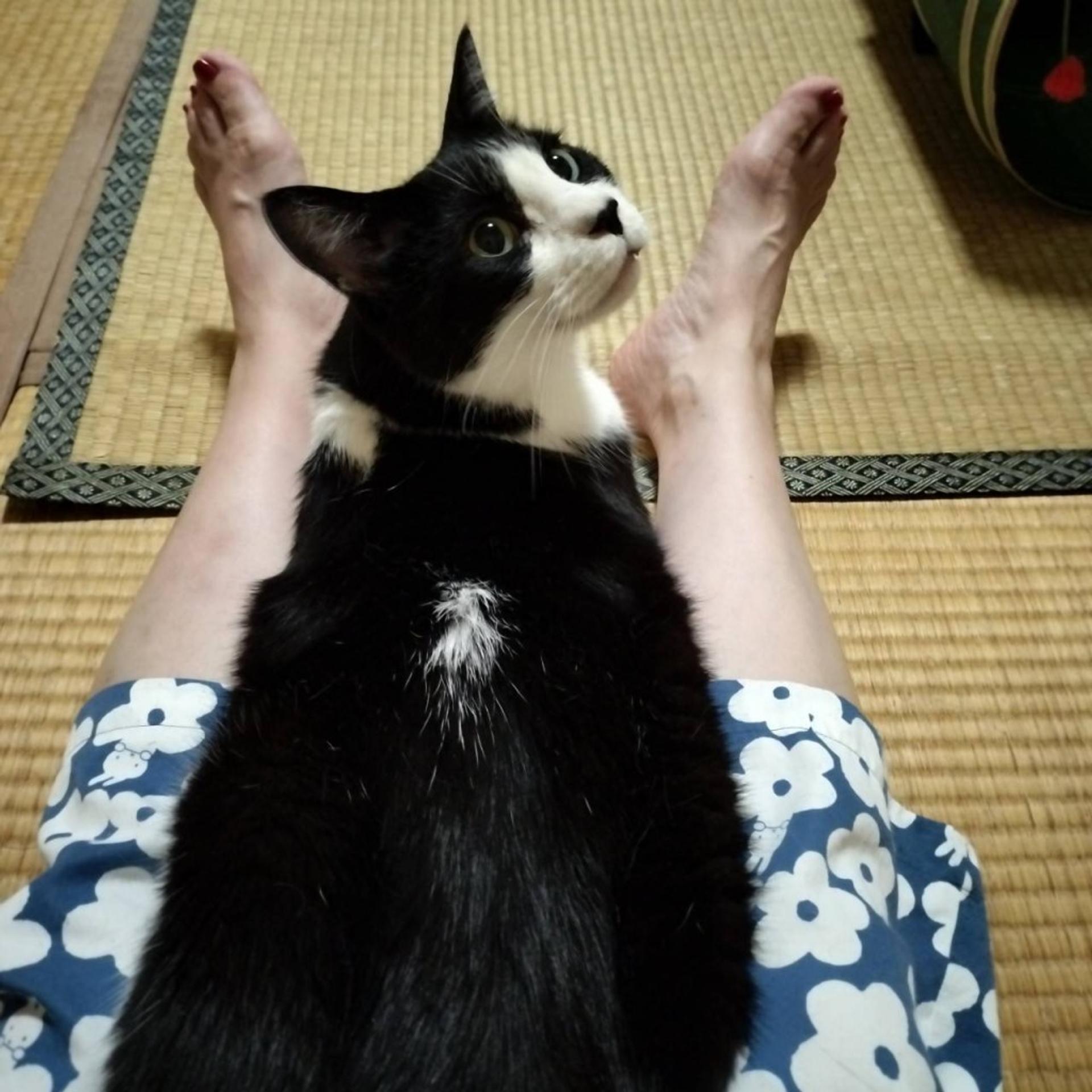 pet-image-4