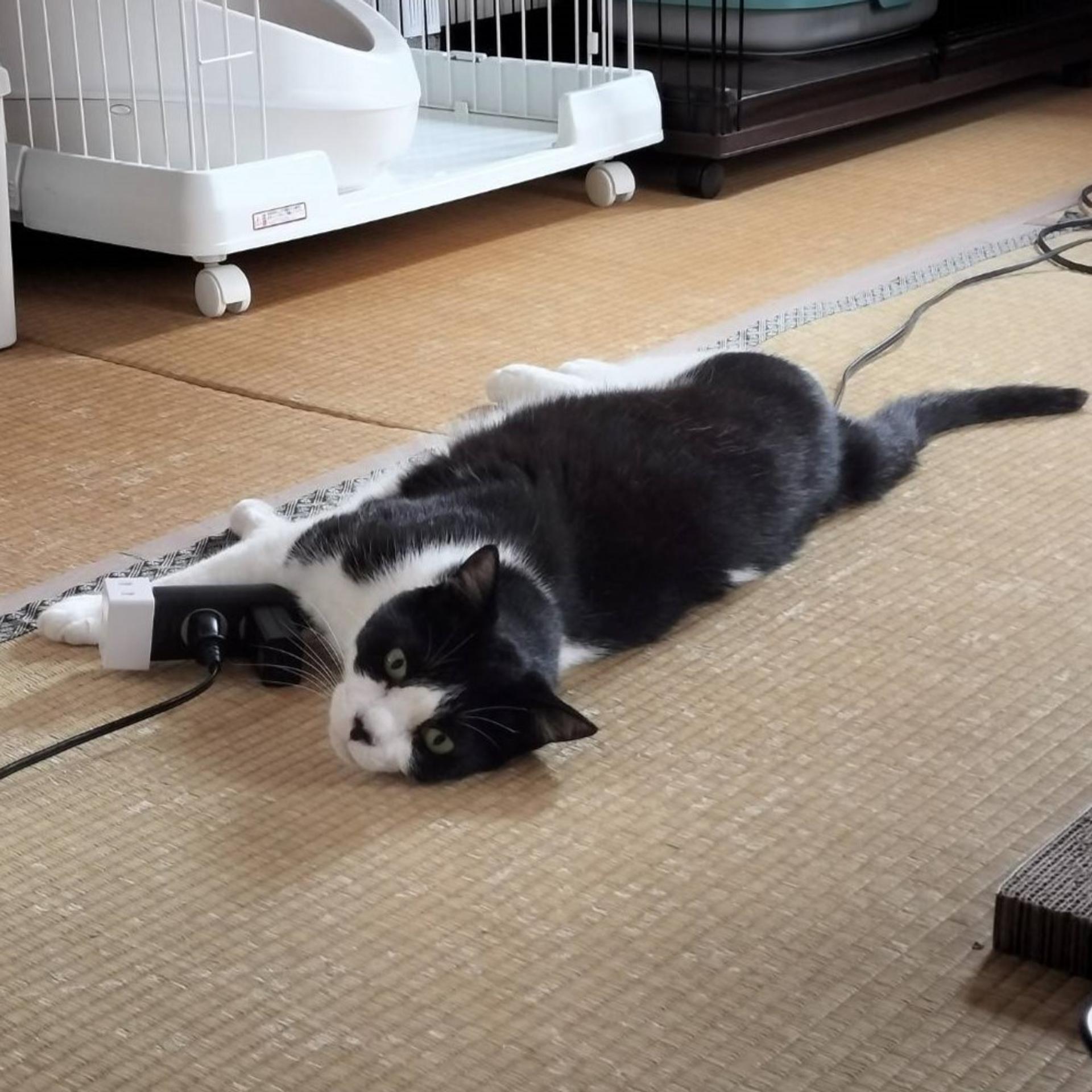 pet-image-6