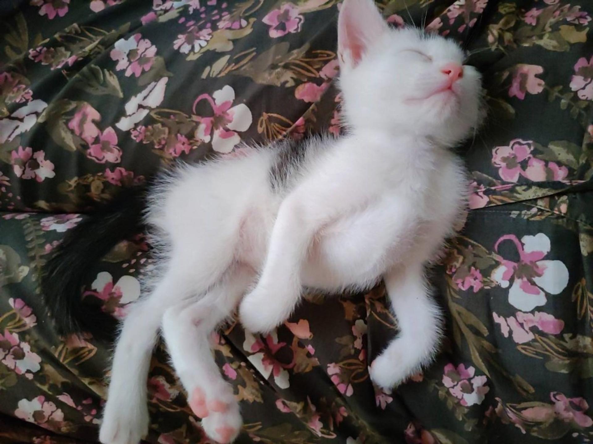pet-image-5
