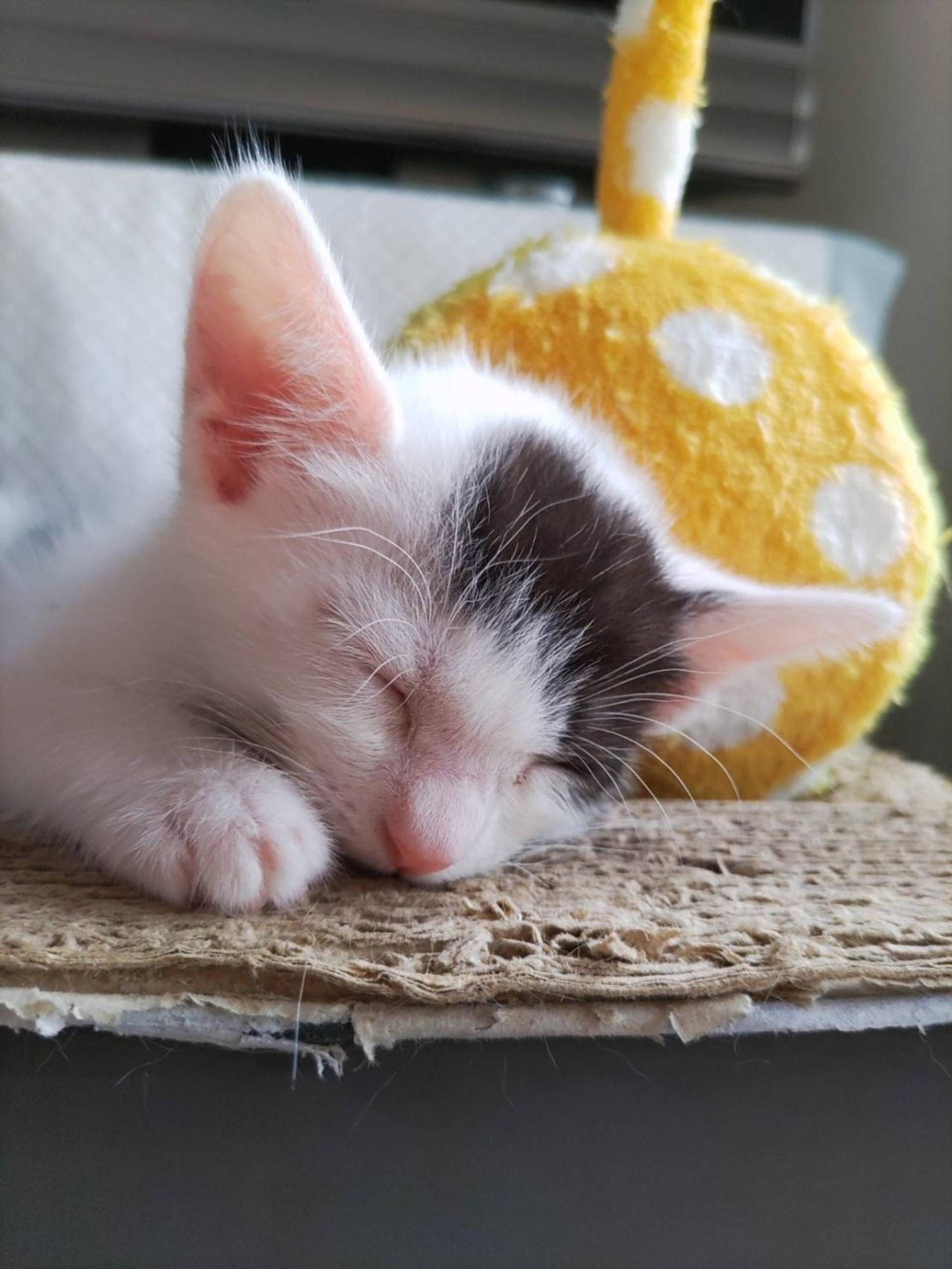 pet-image-2
