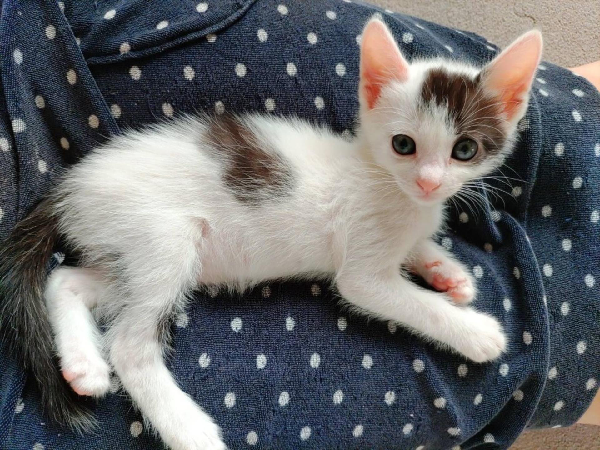 pet-image-4