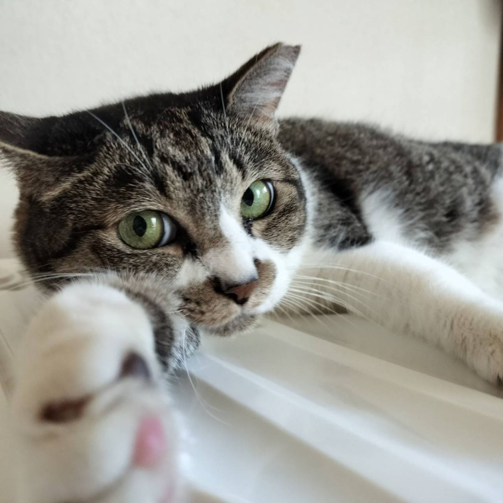 雑種（ミックス猫）・メスの里親募集の写真