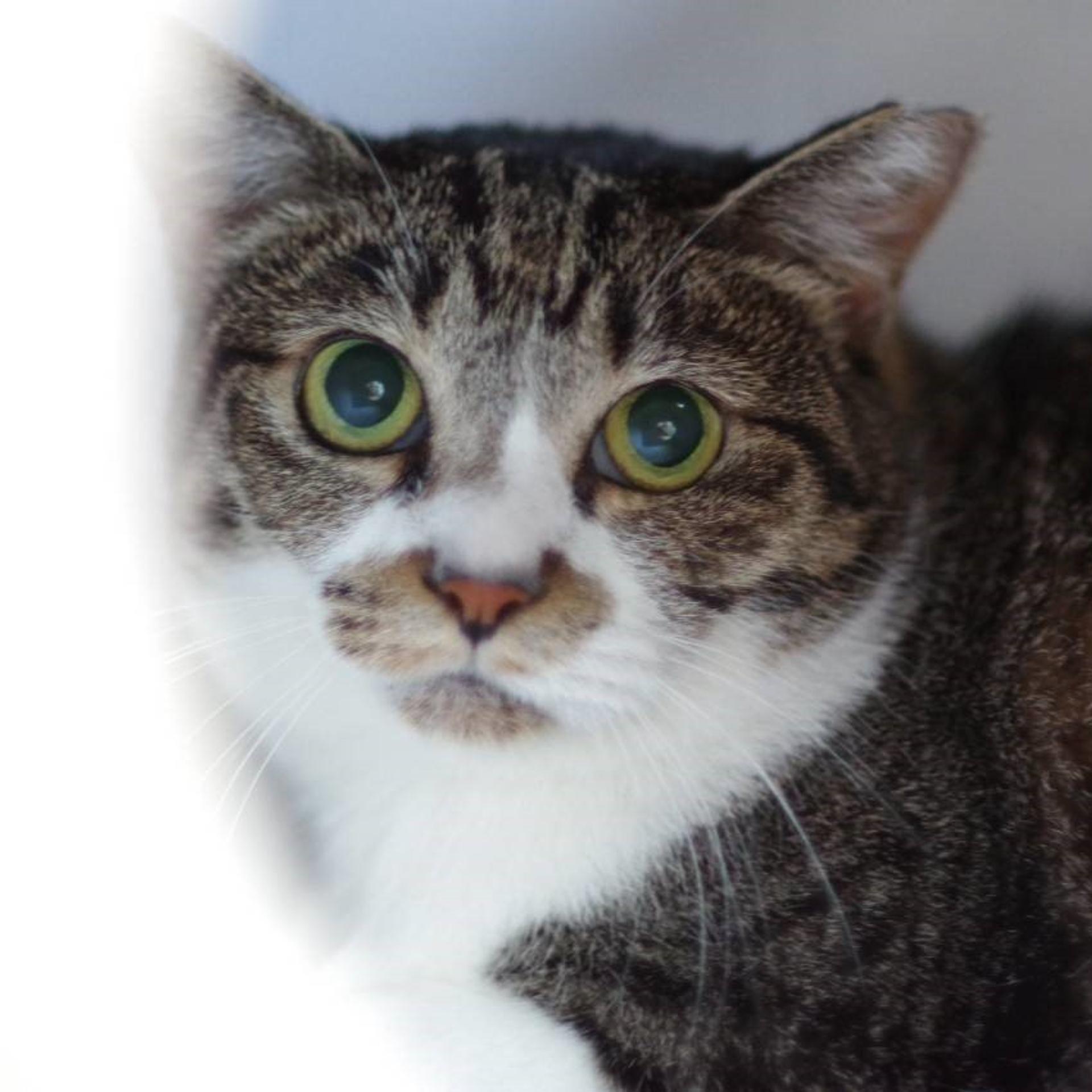 pet-image-3