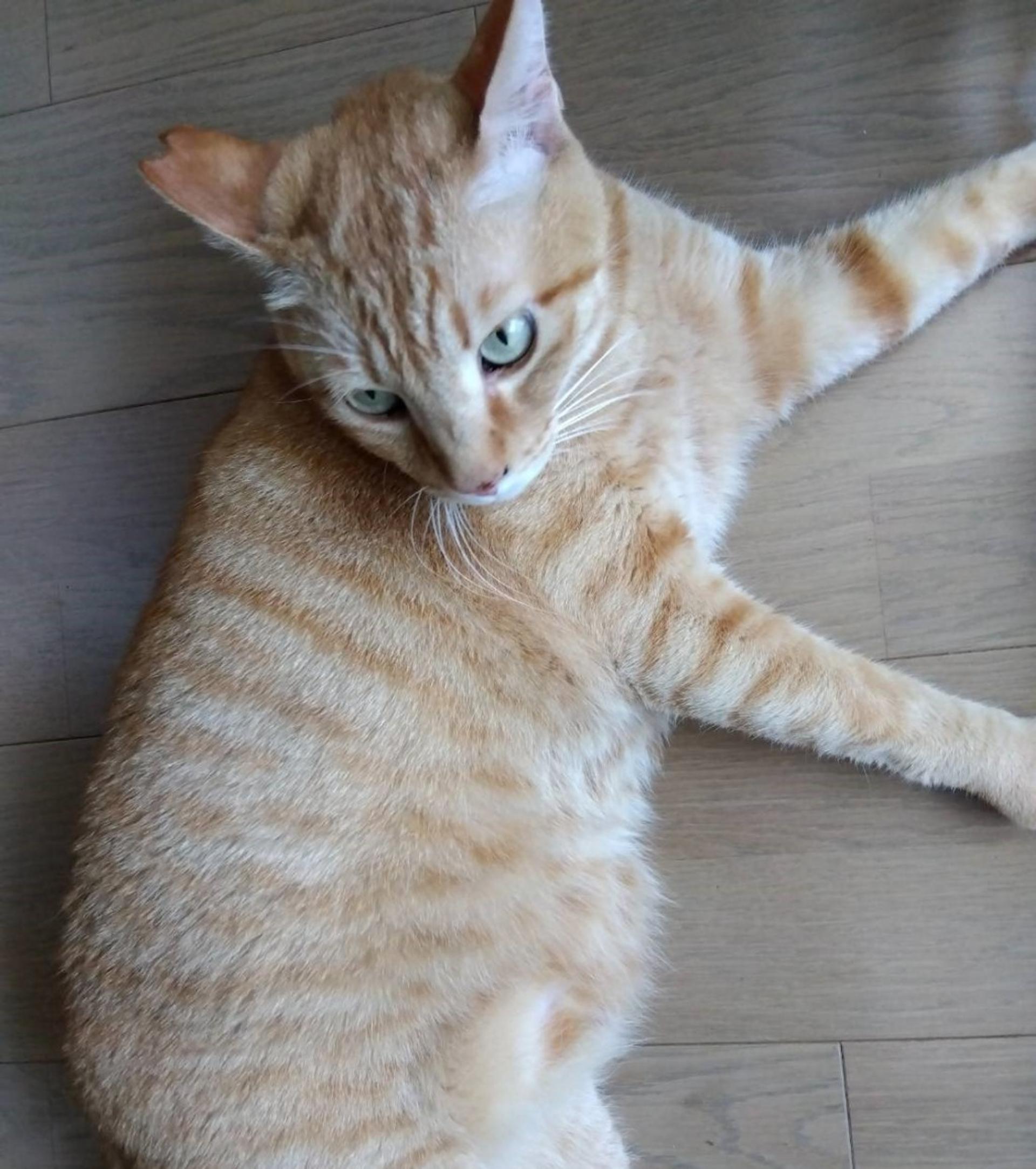 pet-image-5