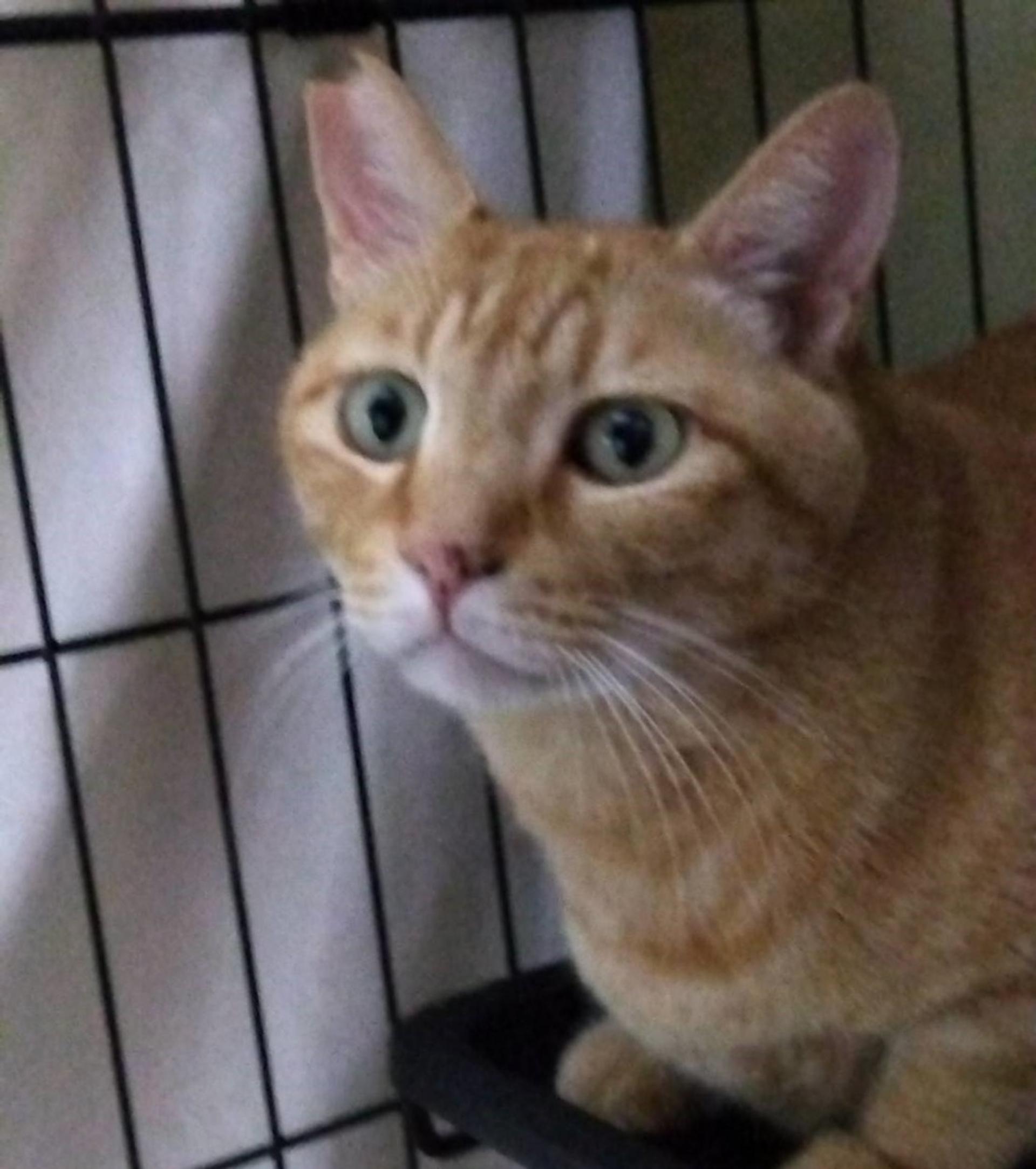 pet-image-6