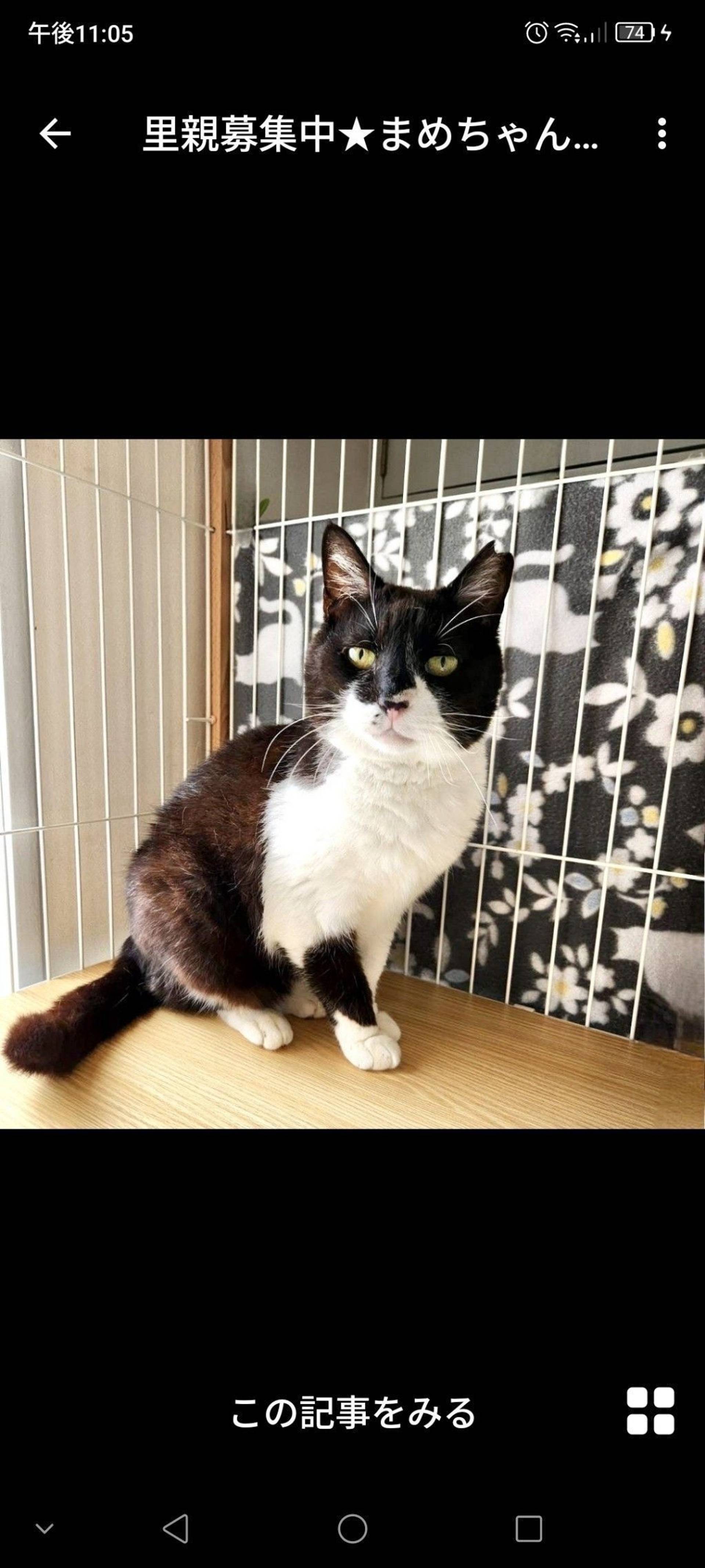 雑種（ミックス猫）・メスの里親募集の写真