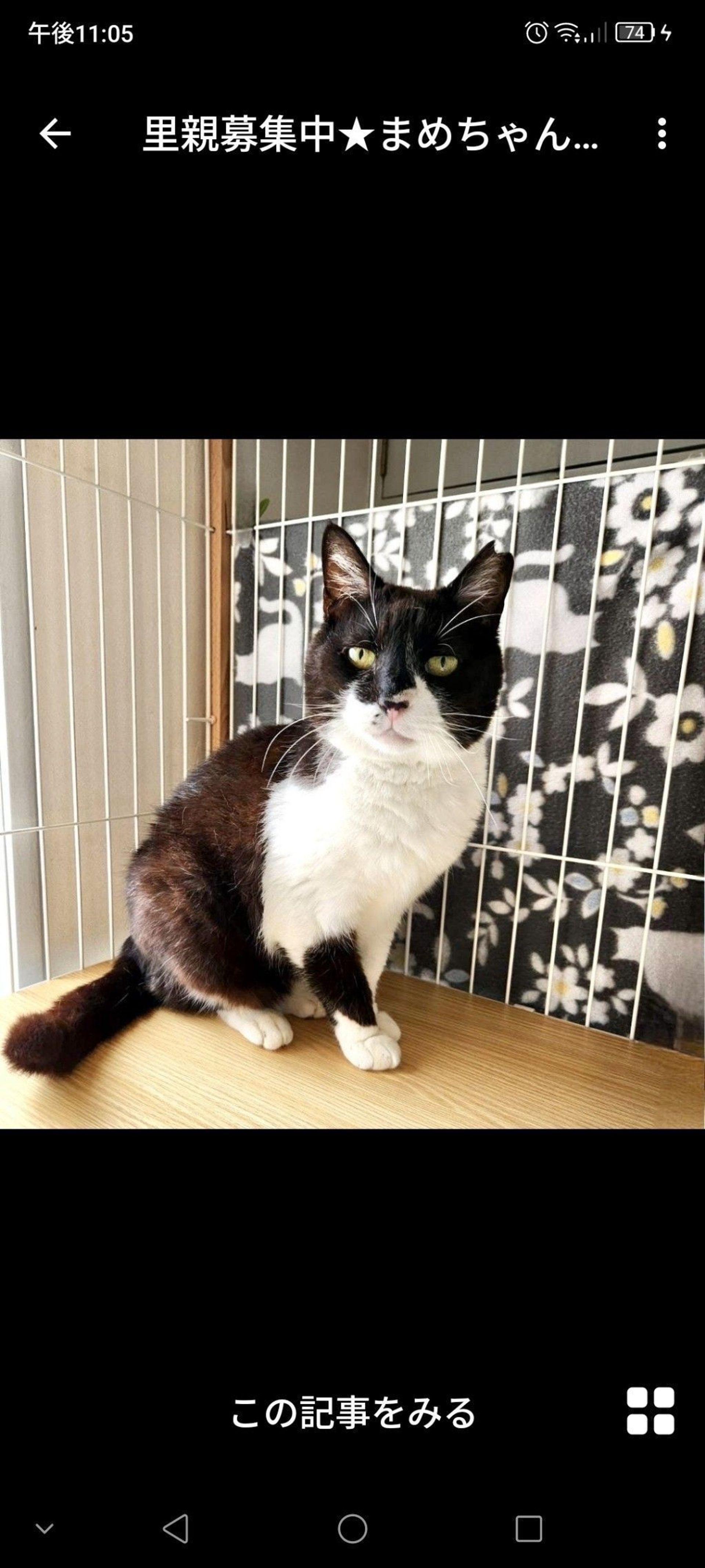 雑種（ミックス猫）・メスの里親募集の写真