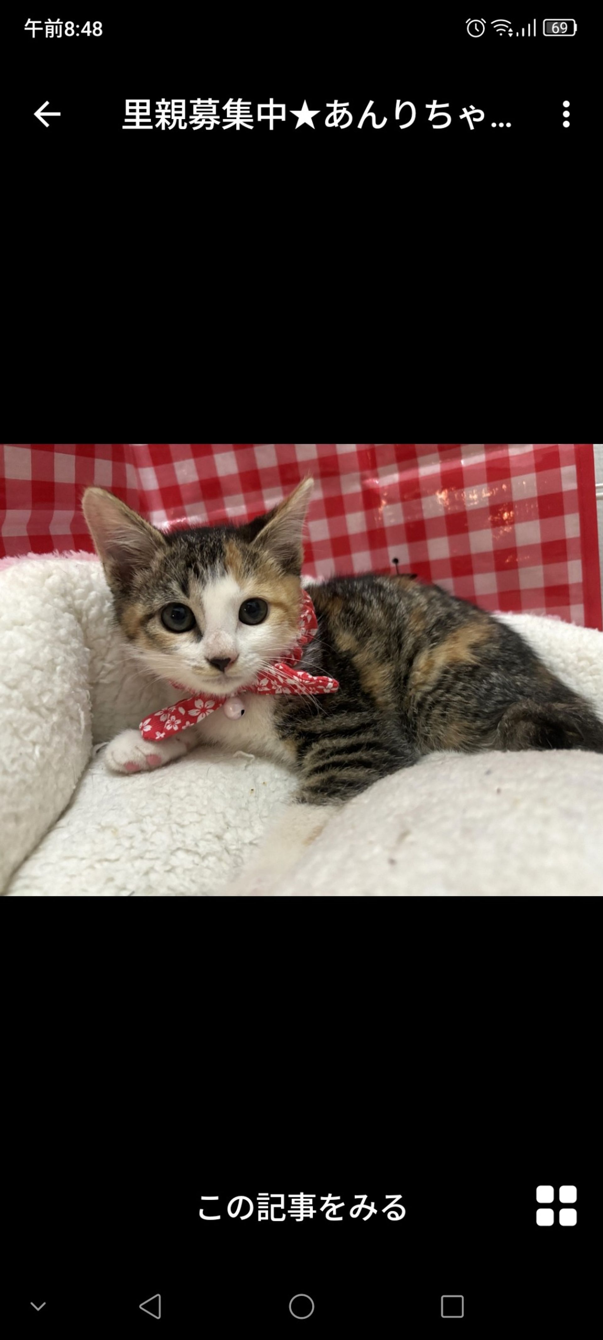 雑種（ミックス猫）・メスの里親募集の写真