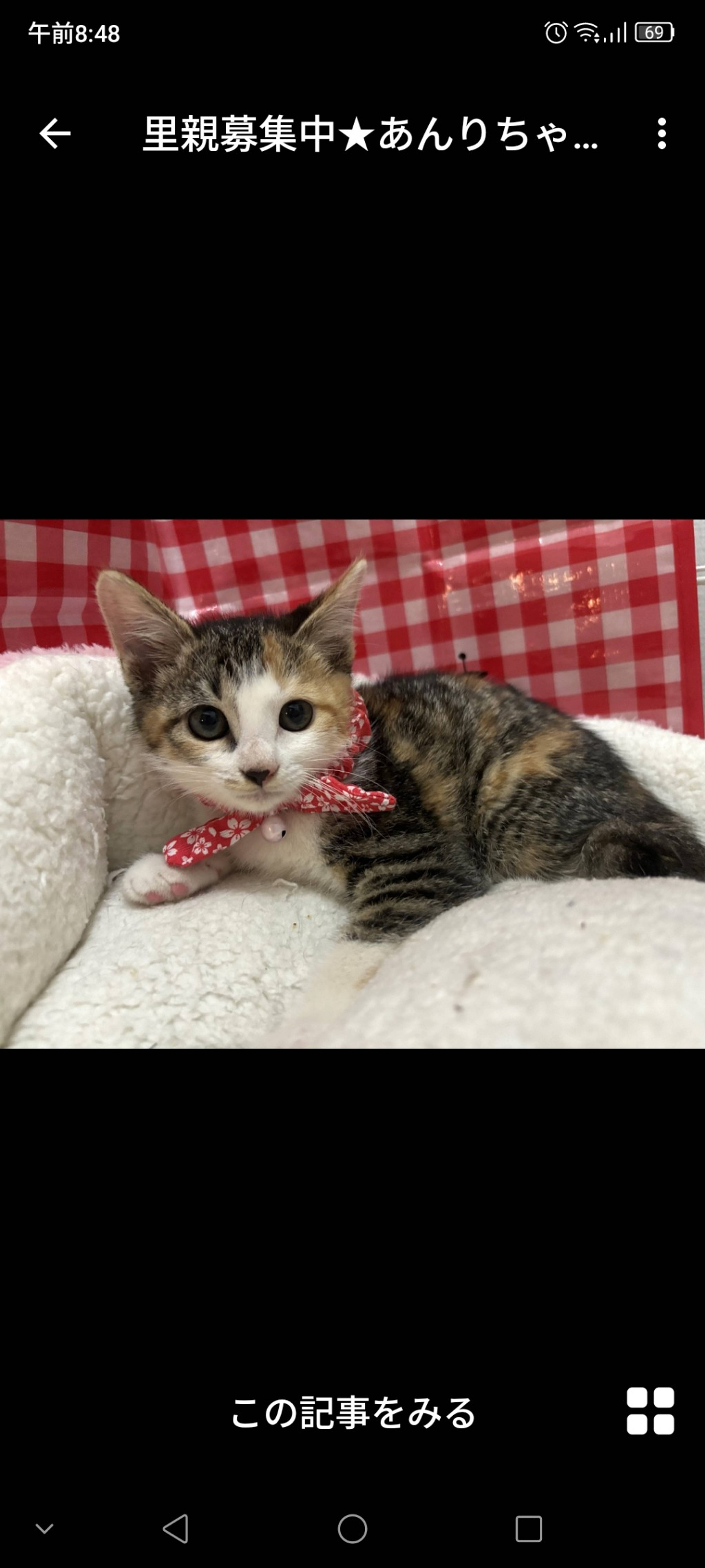 雑種（ミックス猫）・メスの里親募集の写真