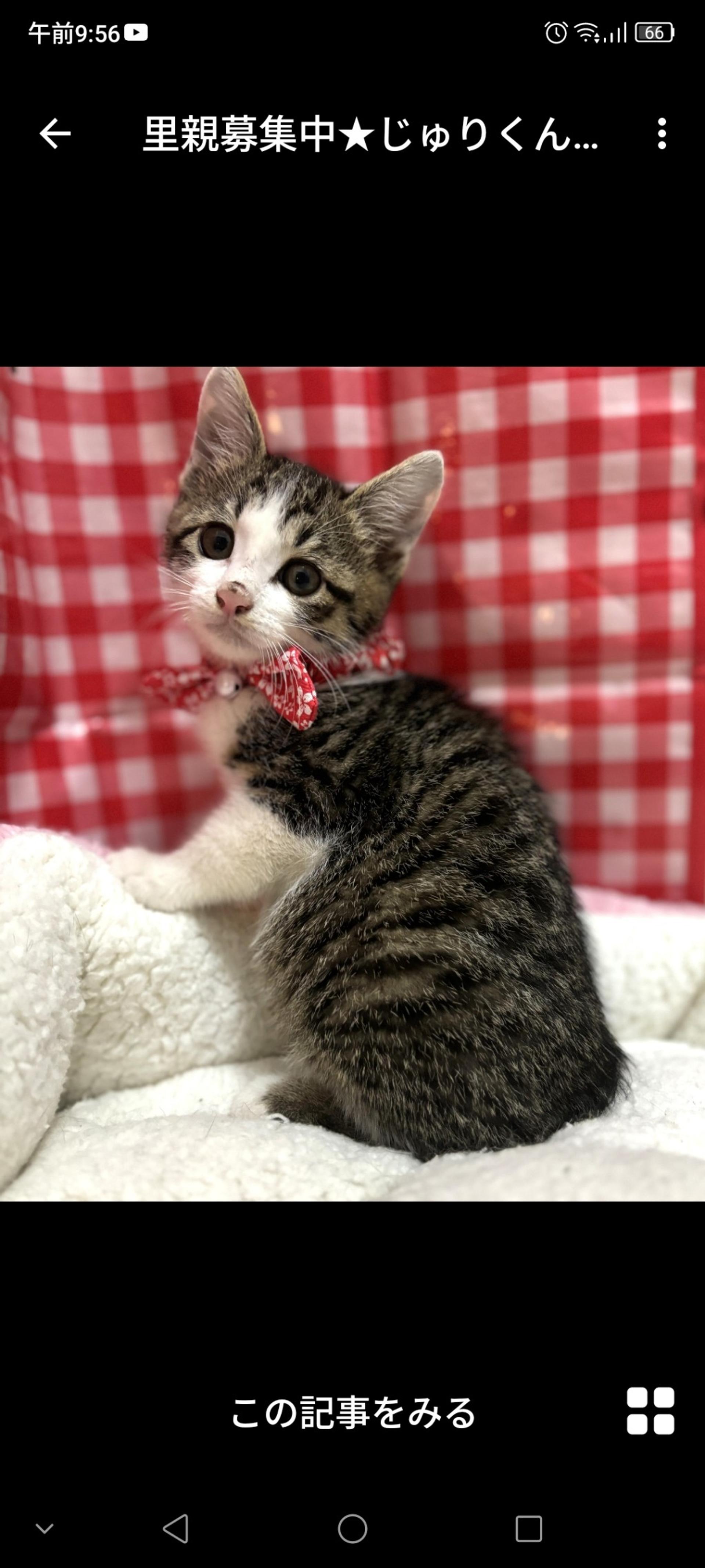 pet-image-2