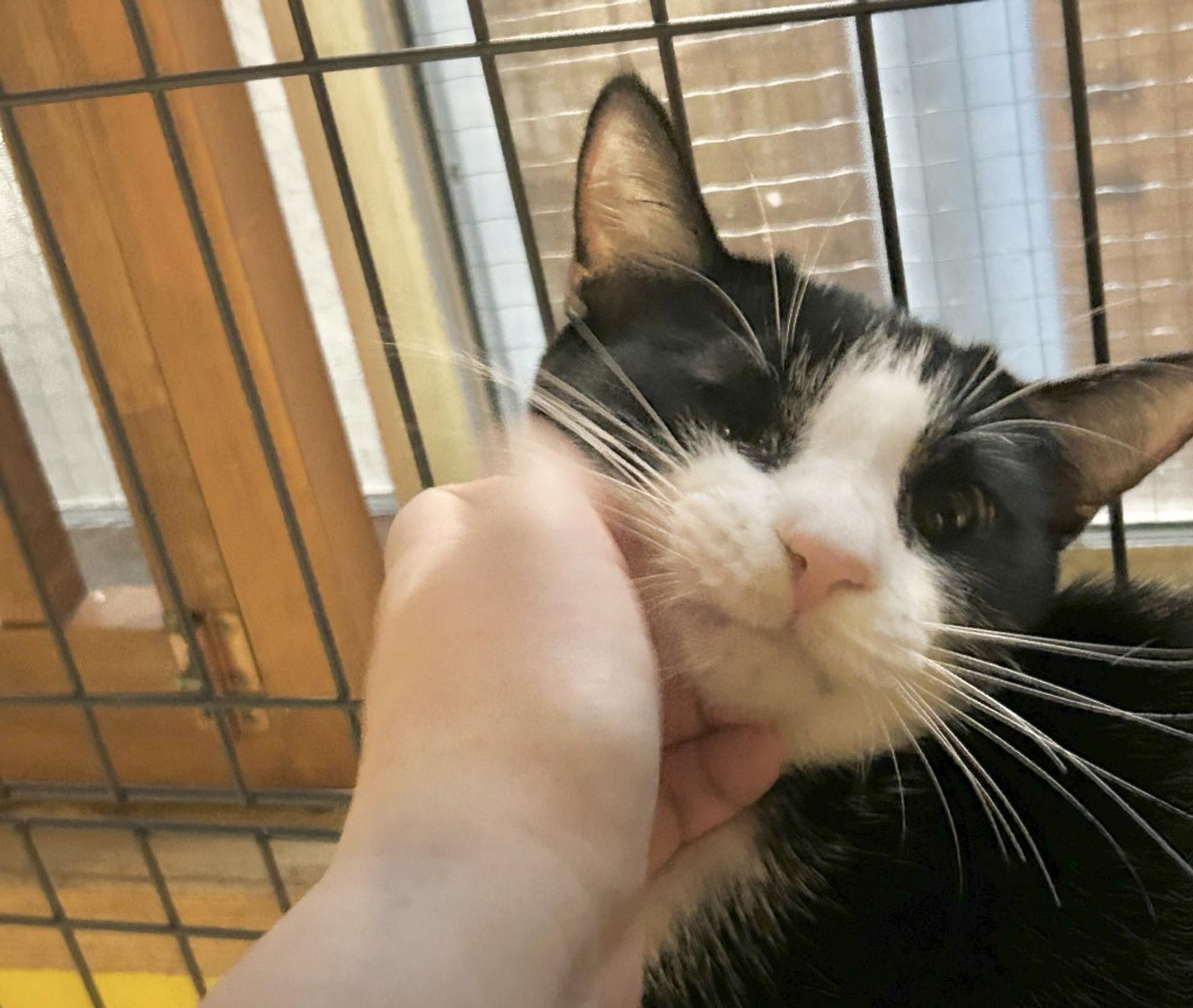 pet-image-3