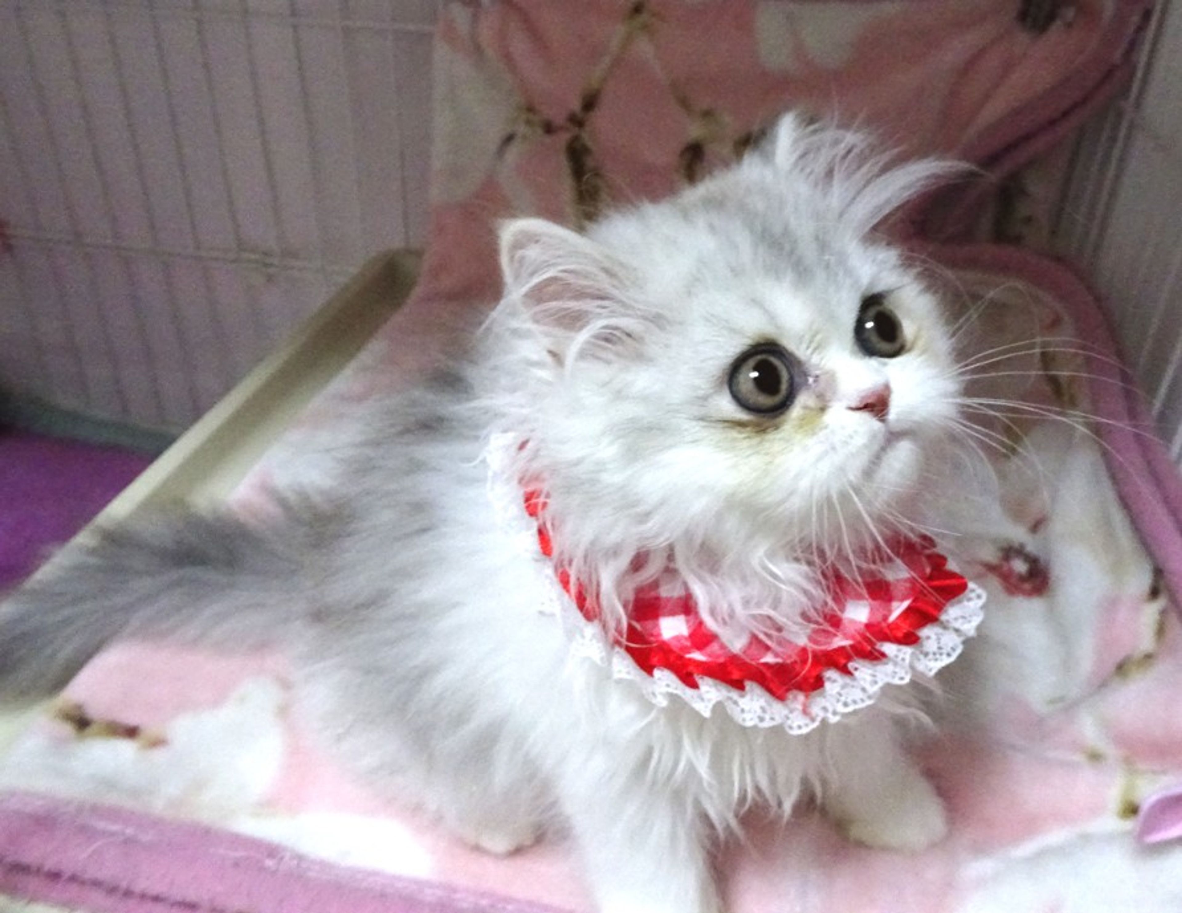 pet-image-5