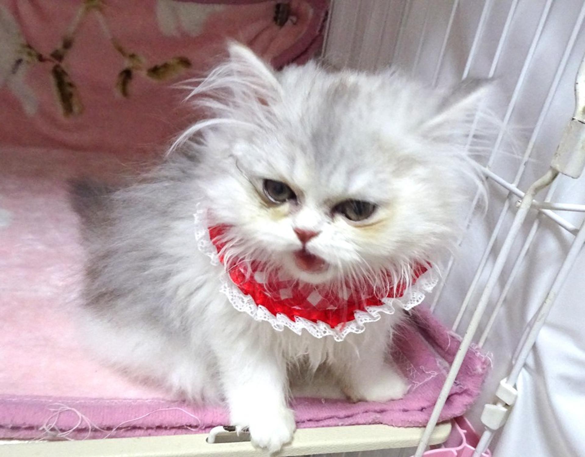 pet-image-6