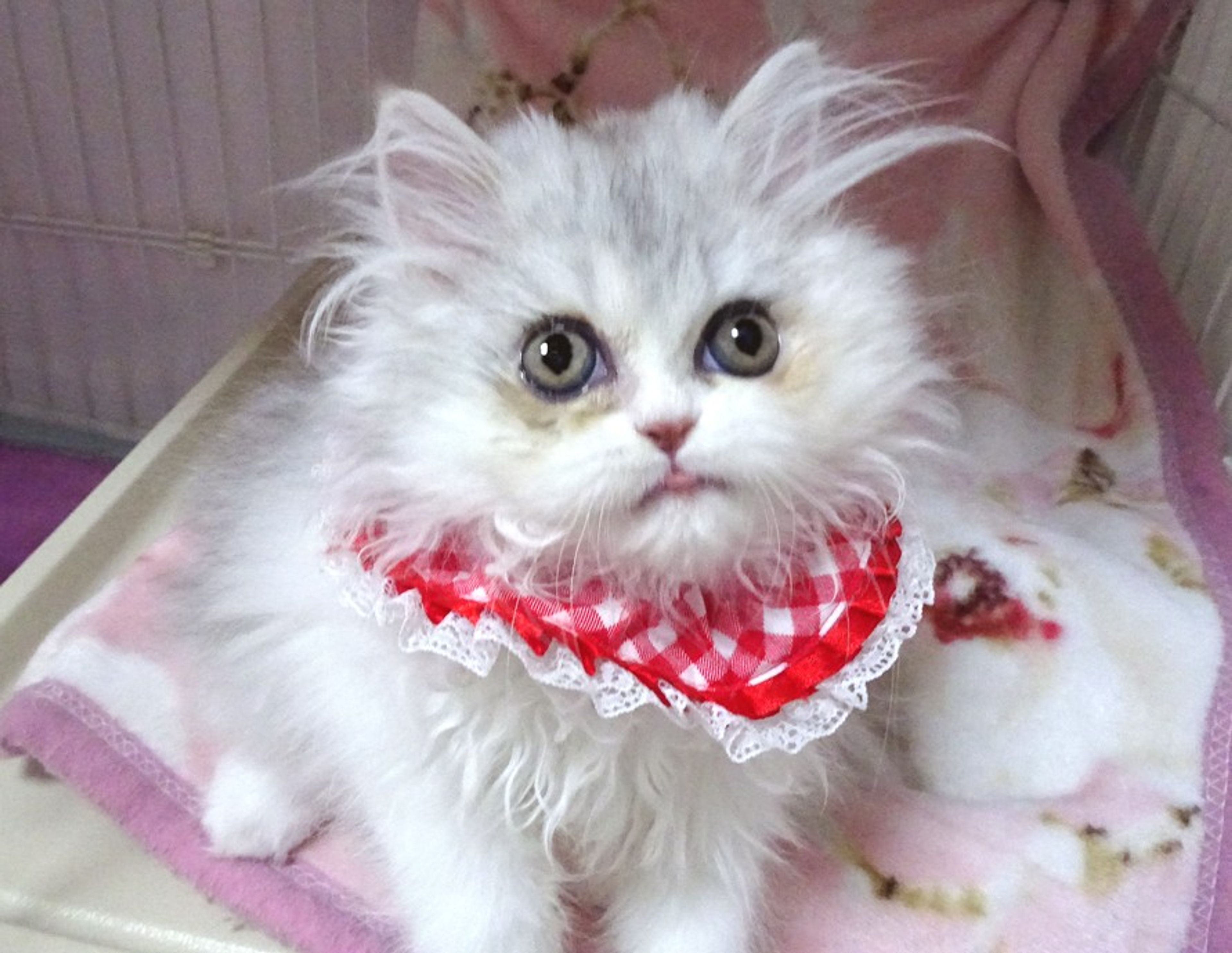 pet-image-7