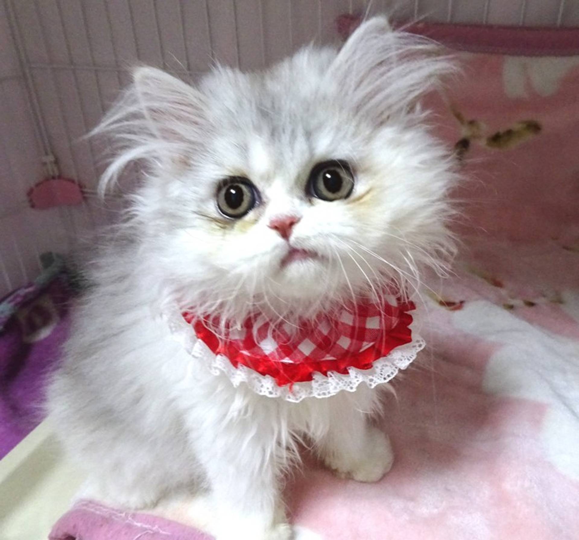 ペルシャ・メスの里親募集の写真