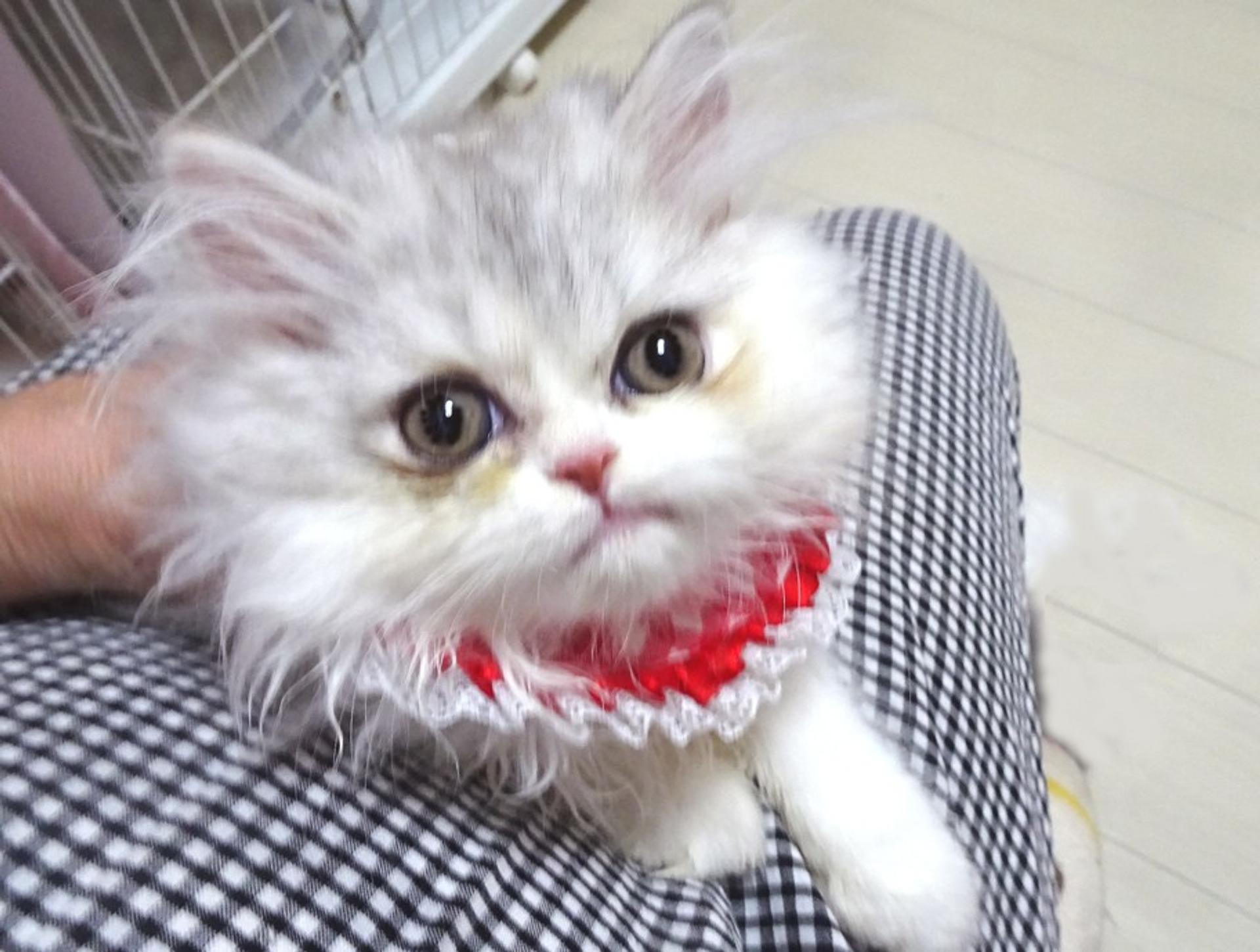 pet-image-2