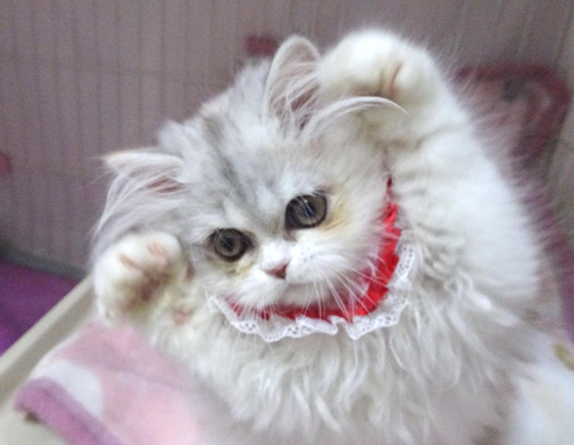 pet-image-4
