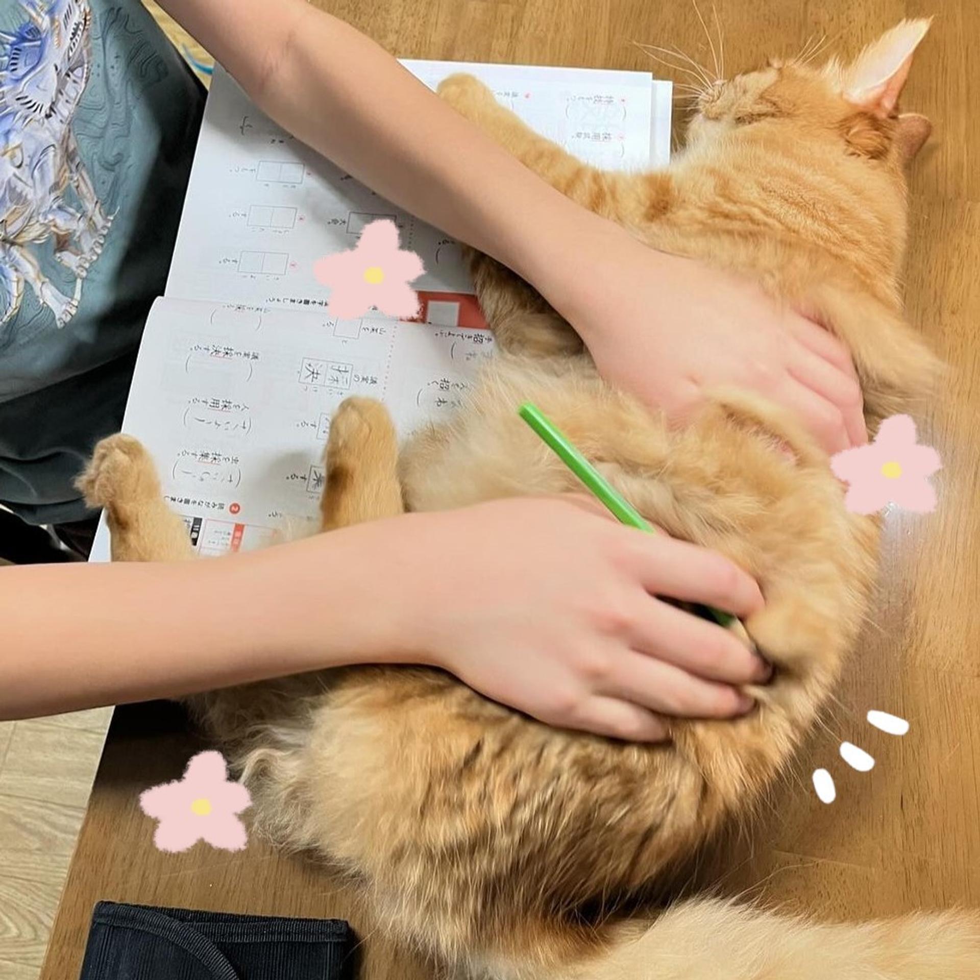 pet-image-4