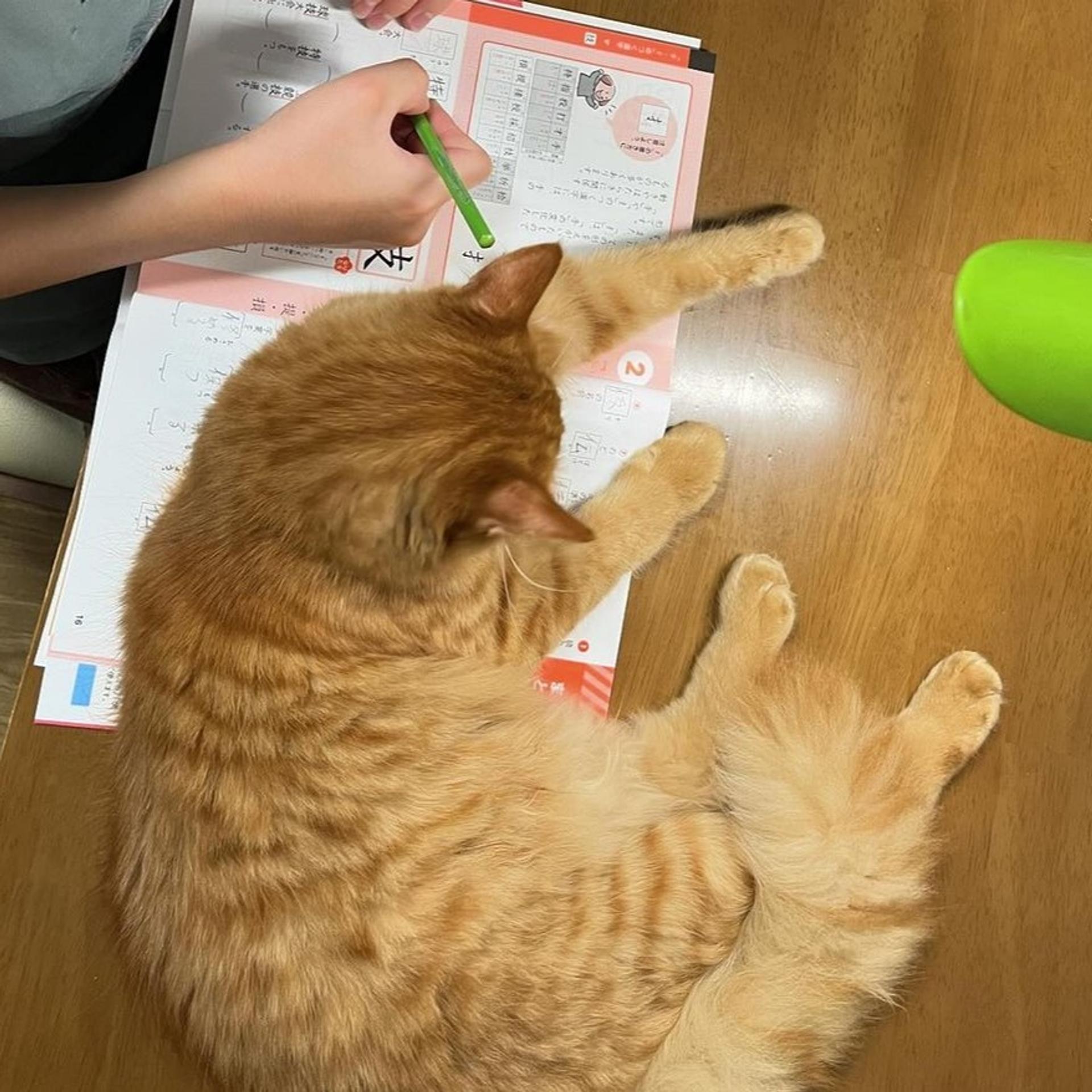 pet-image-6