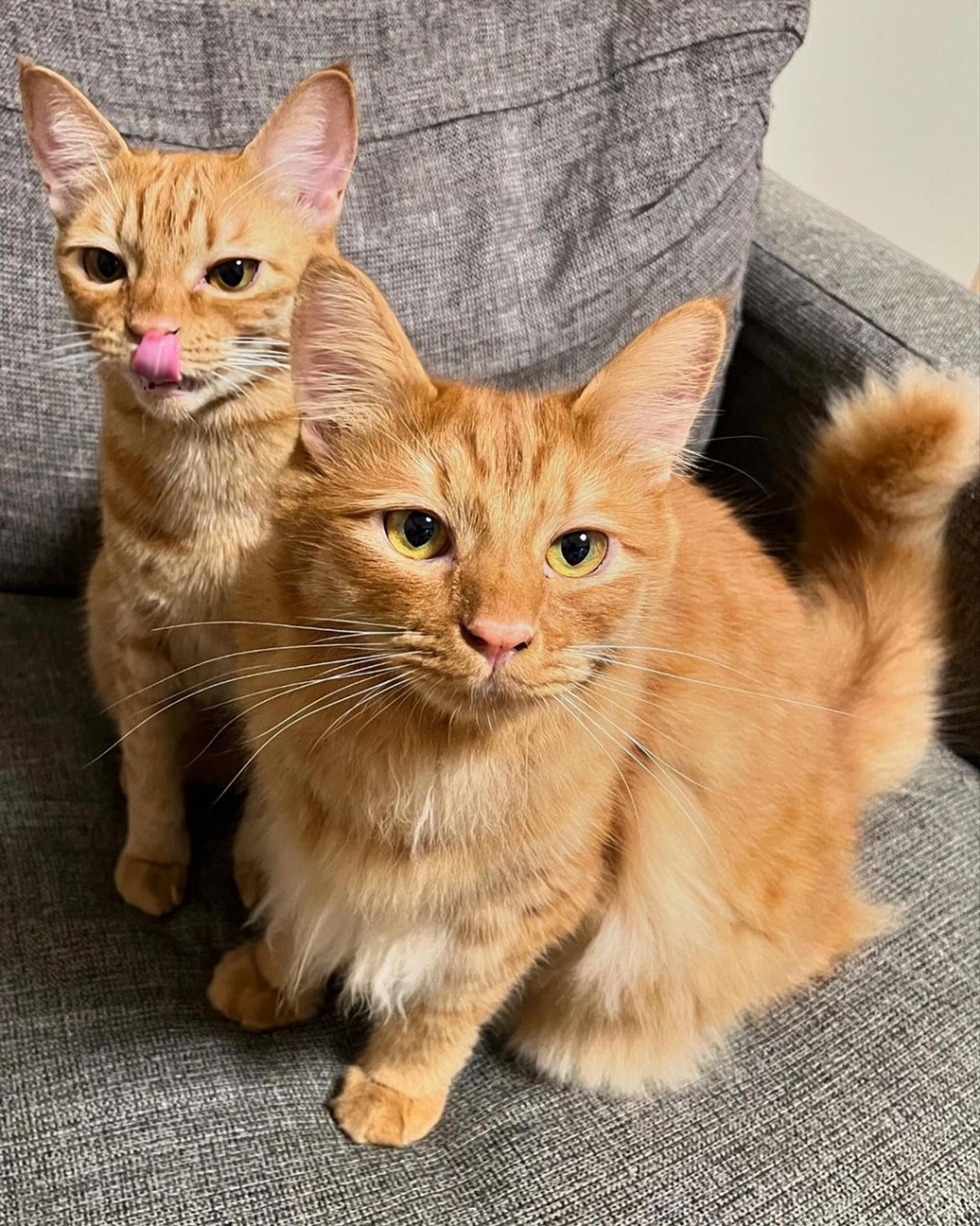 pet-image-9