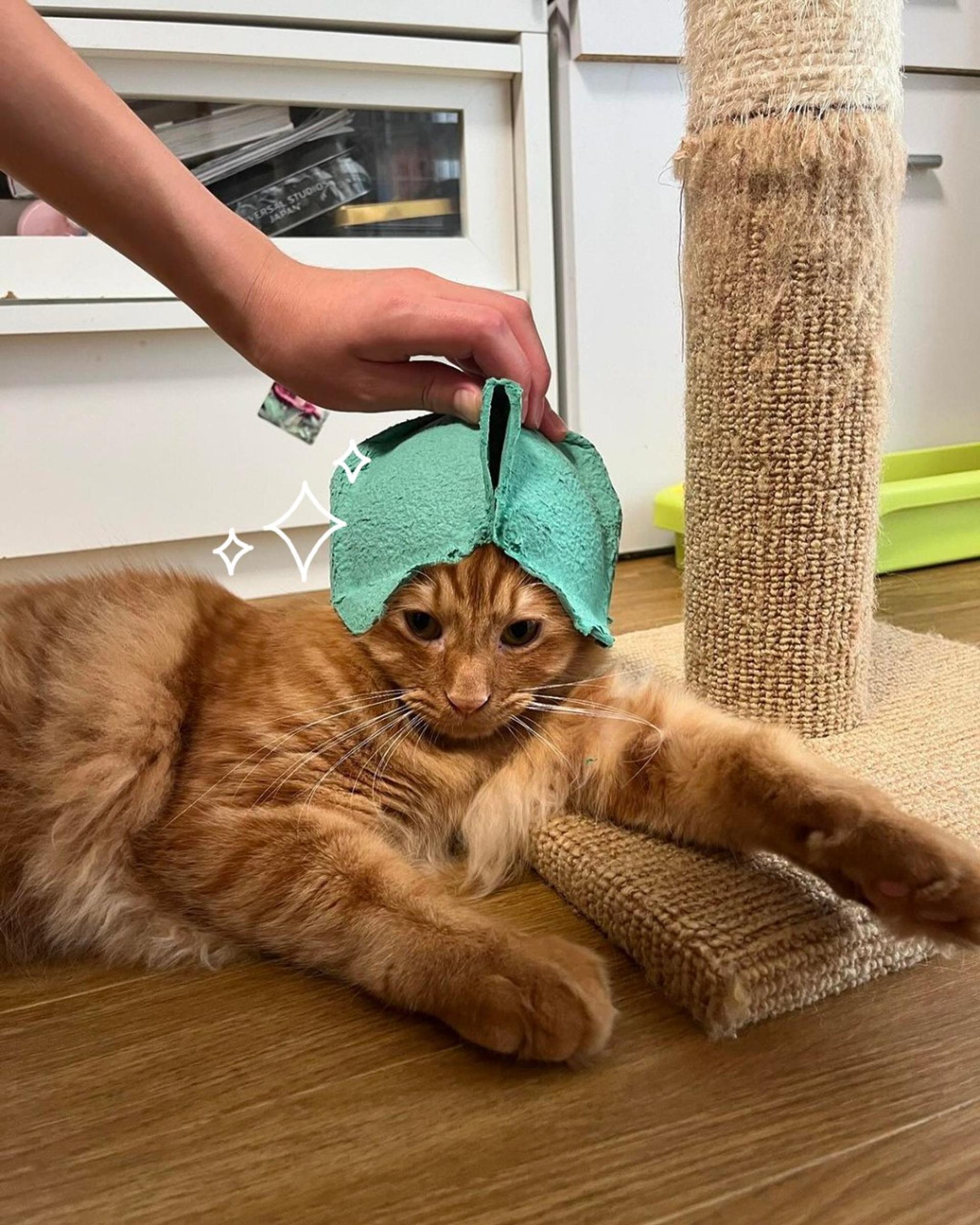 pet-image-7