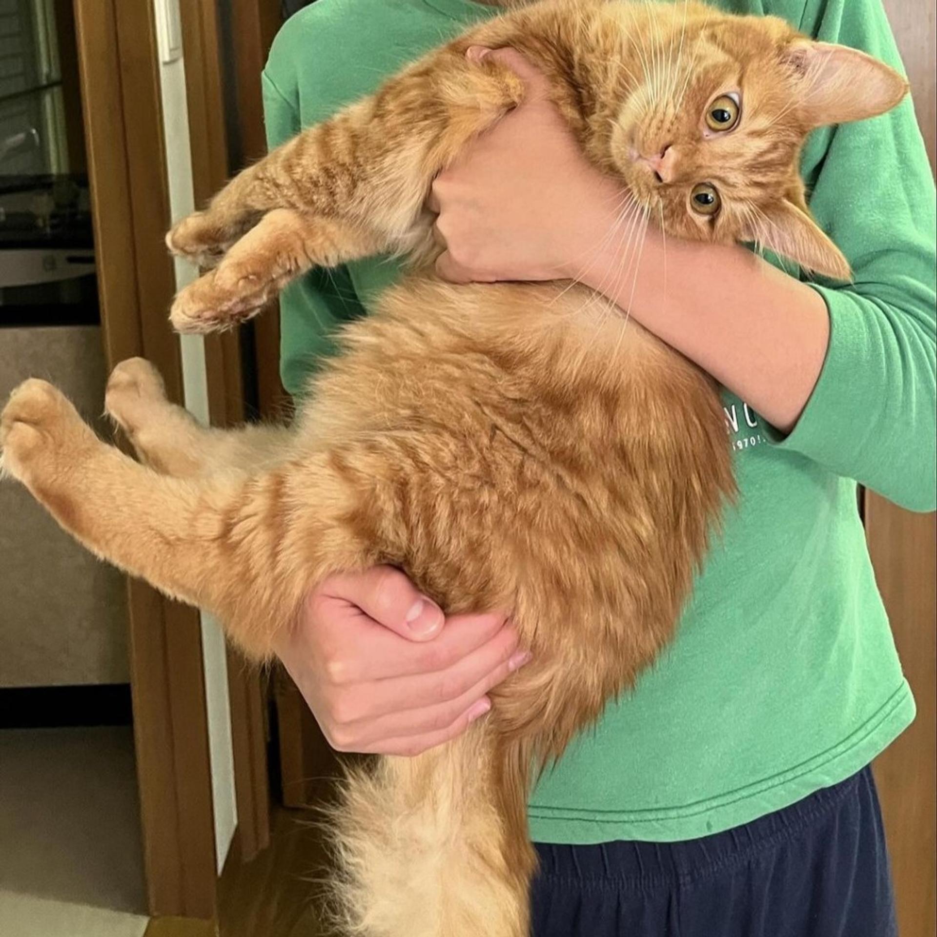 pet-image-8