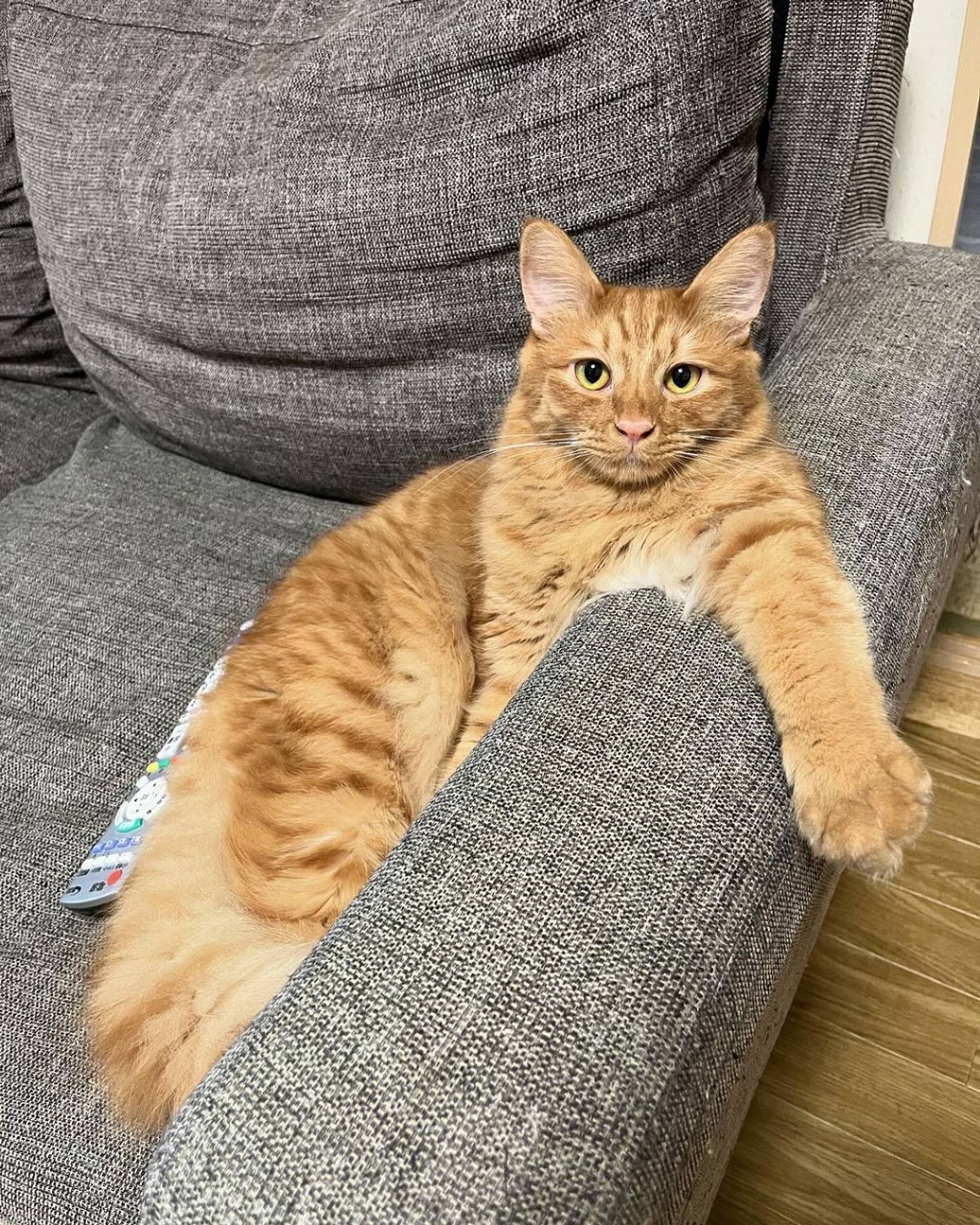 雑種（ミックス猫）・オスの里親募集の写真