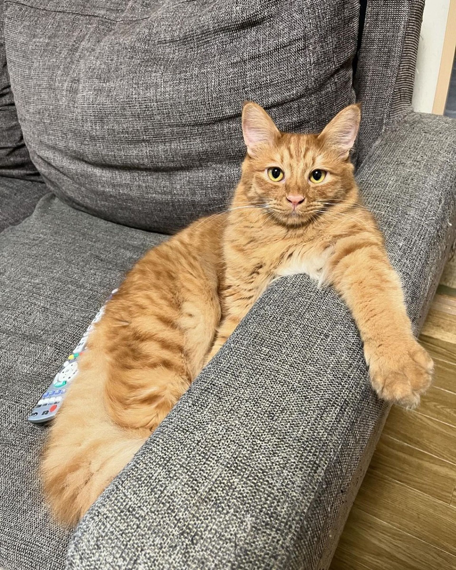 雑種（ミックス猫）・オスの里親募集の写真
