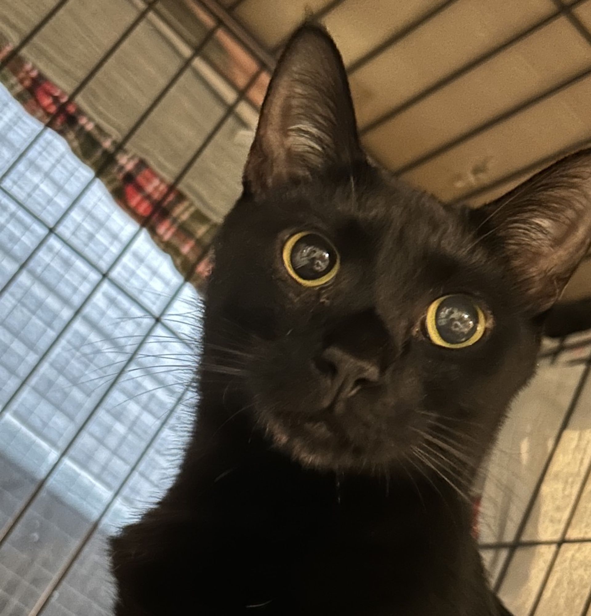 雑種（ミックス猫）・オスの里親募集の写真
