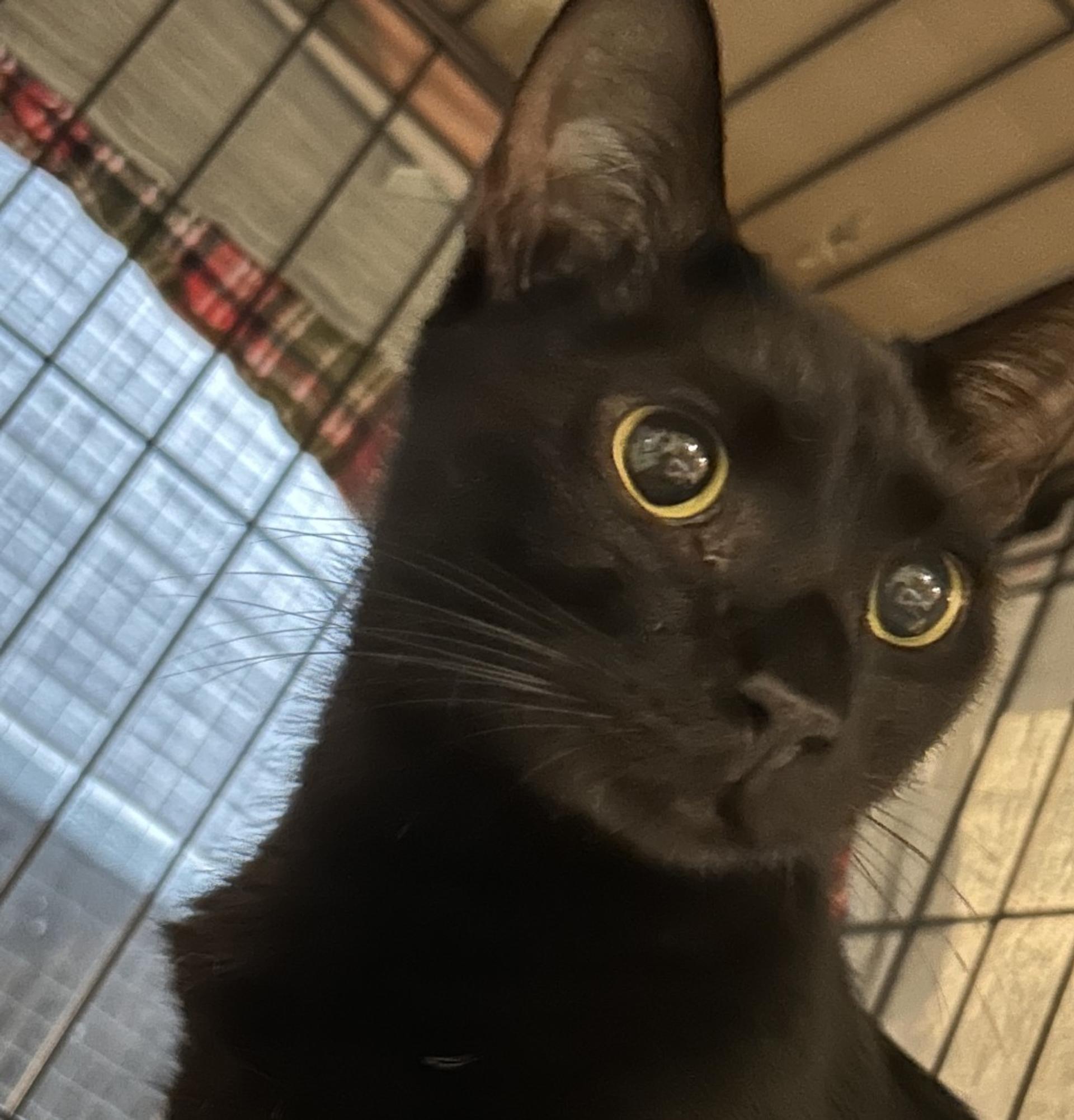 pet-image-2