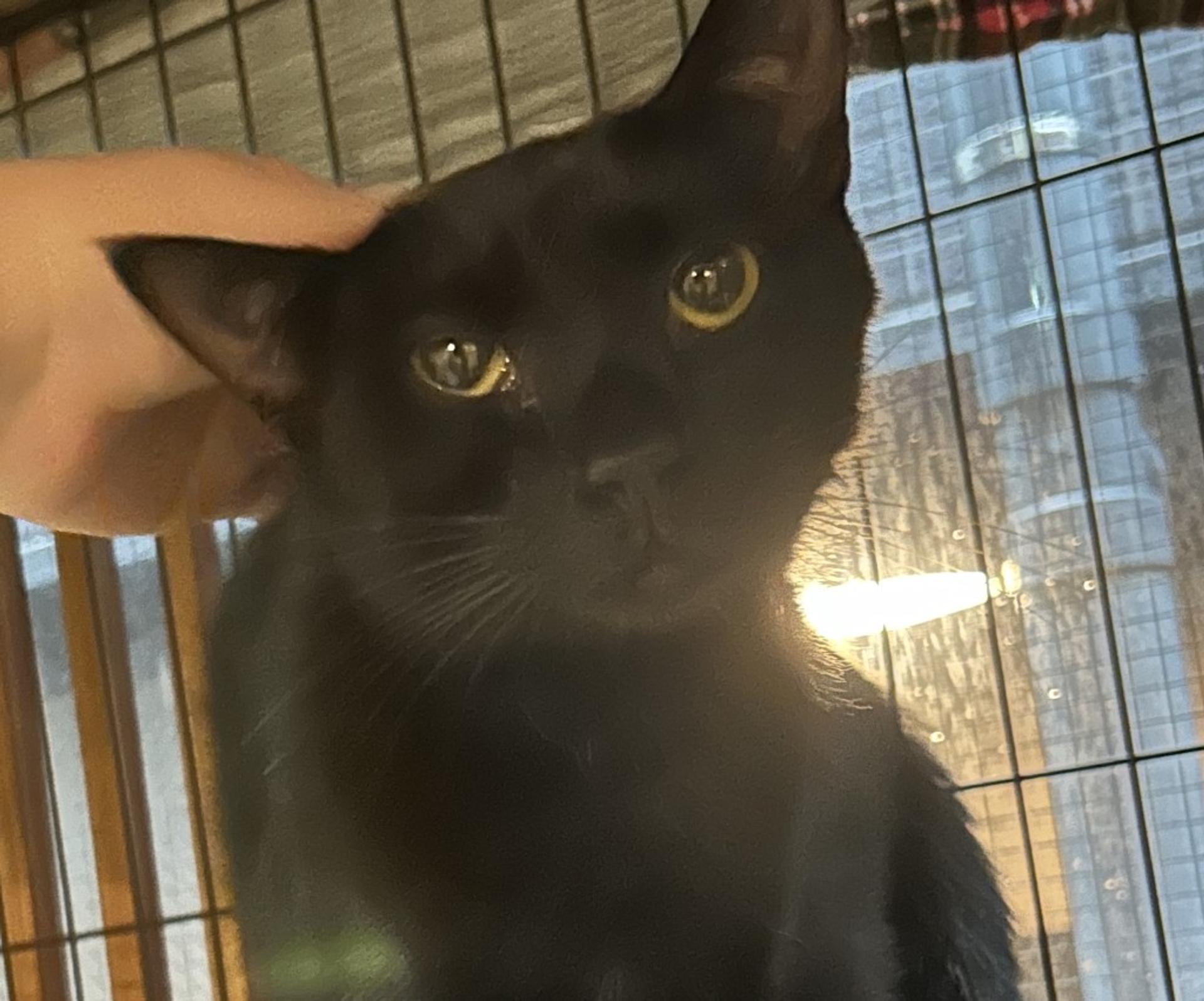 pet-image-3