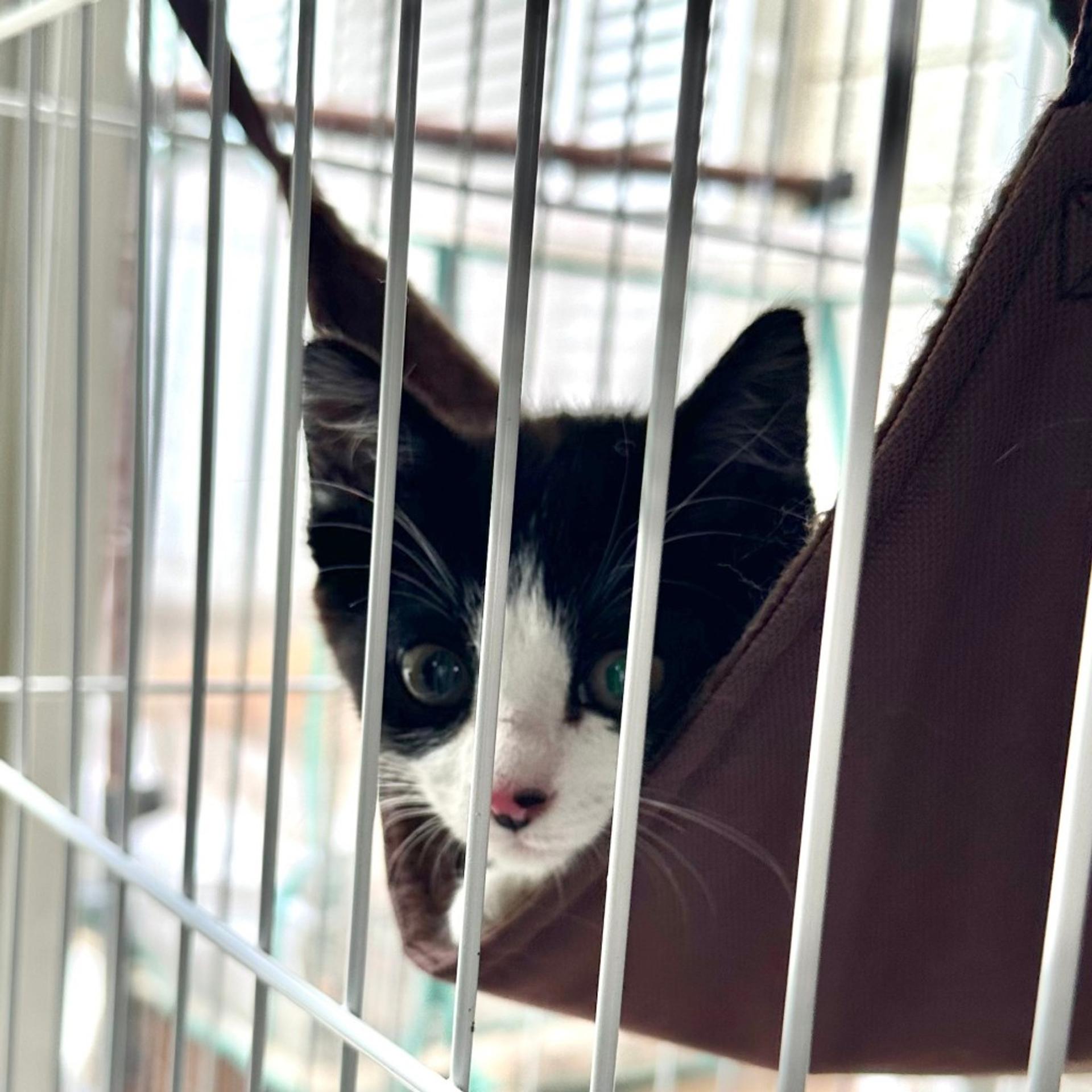 pet-image-6