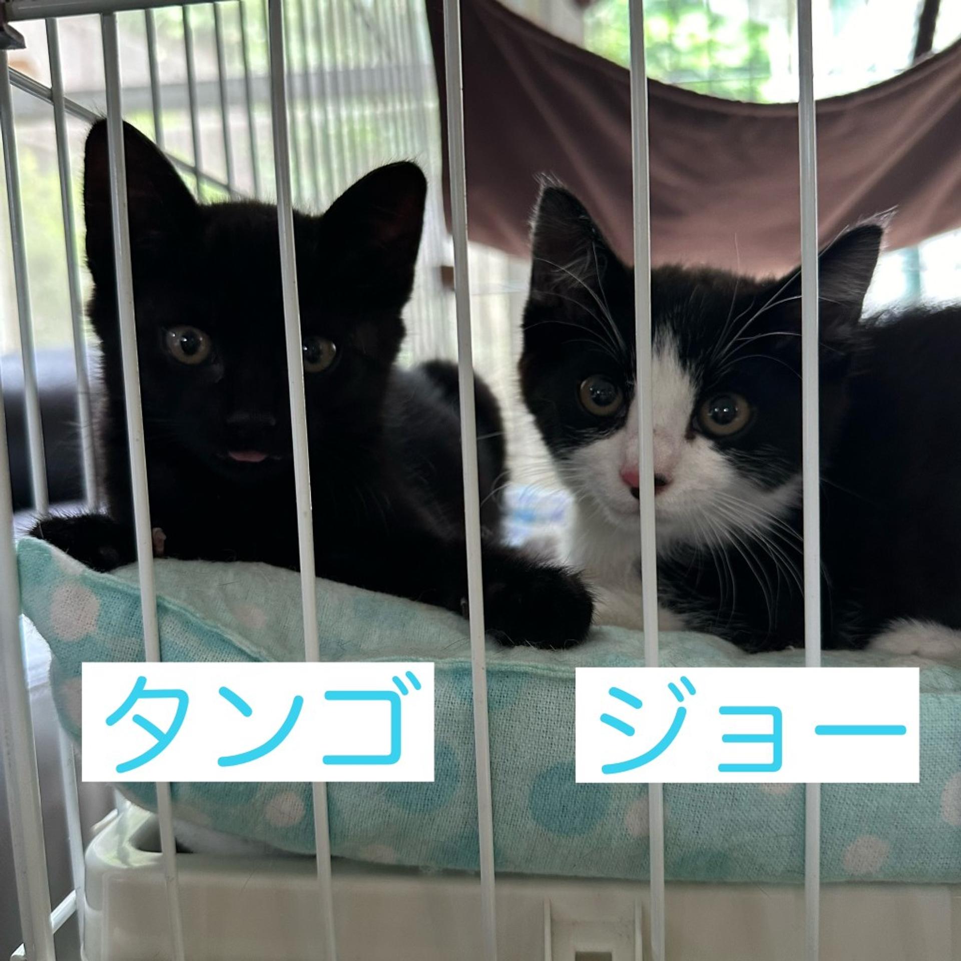 pet-image-7