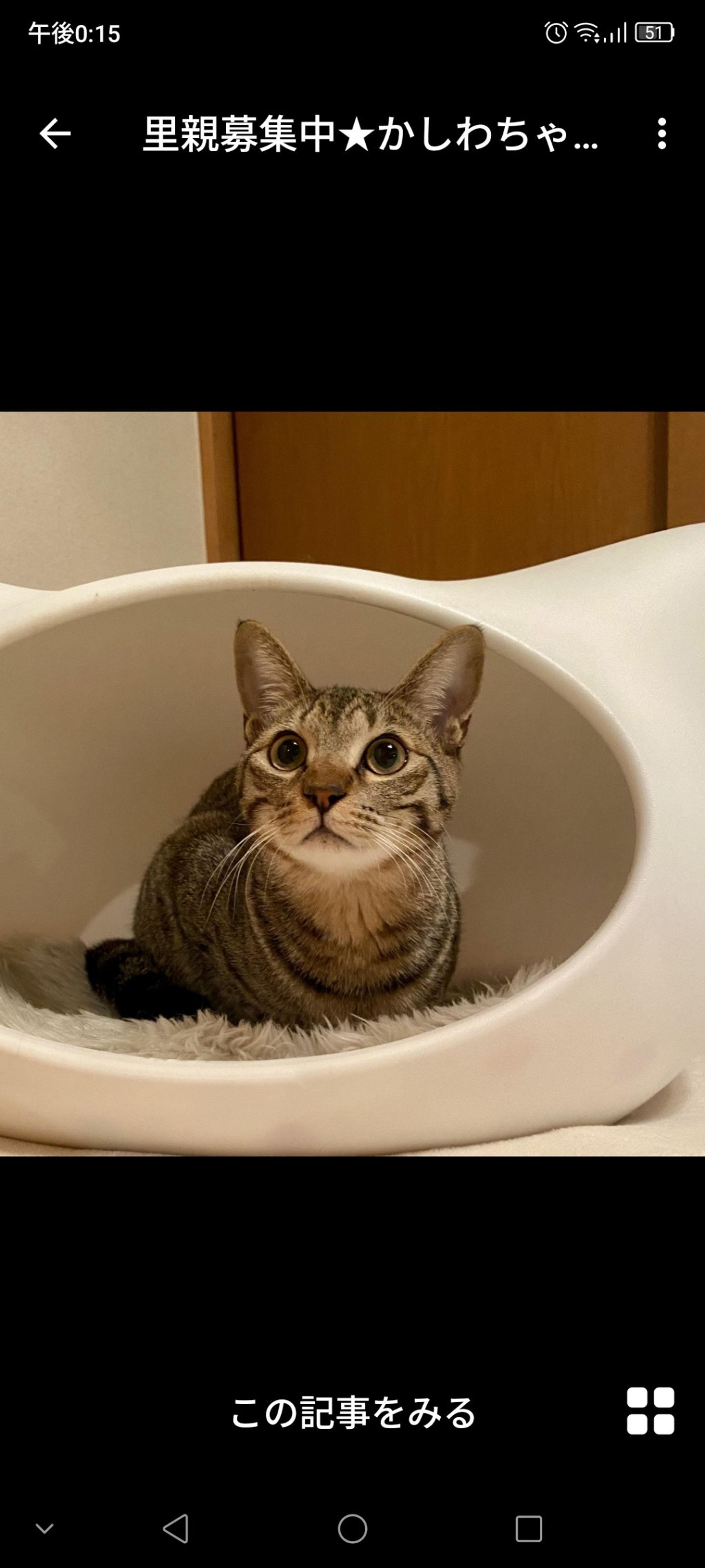 雑種（ミックス猫）・メスの里親募集の写真