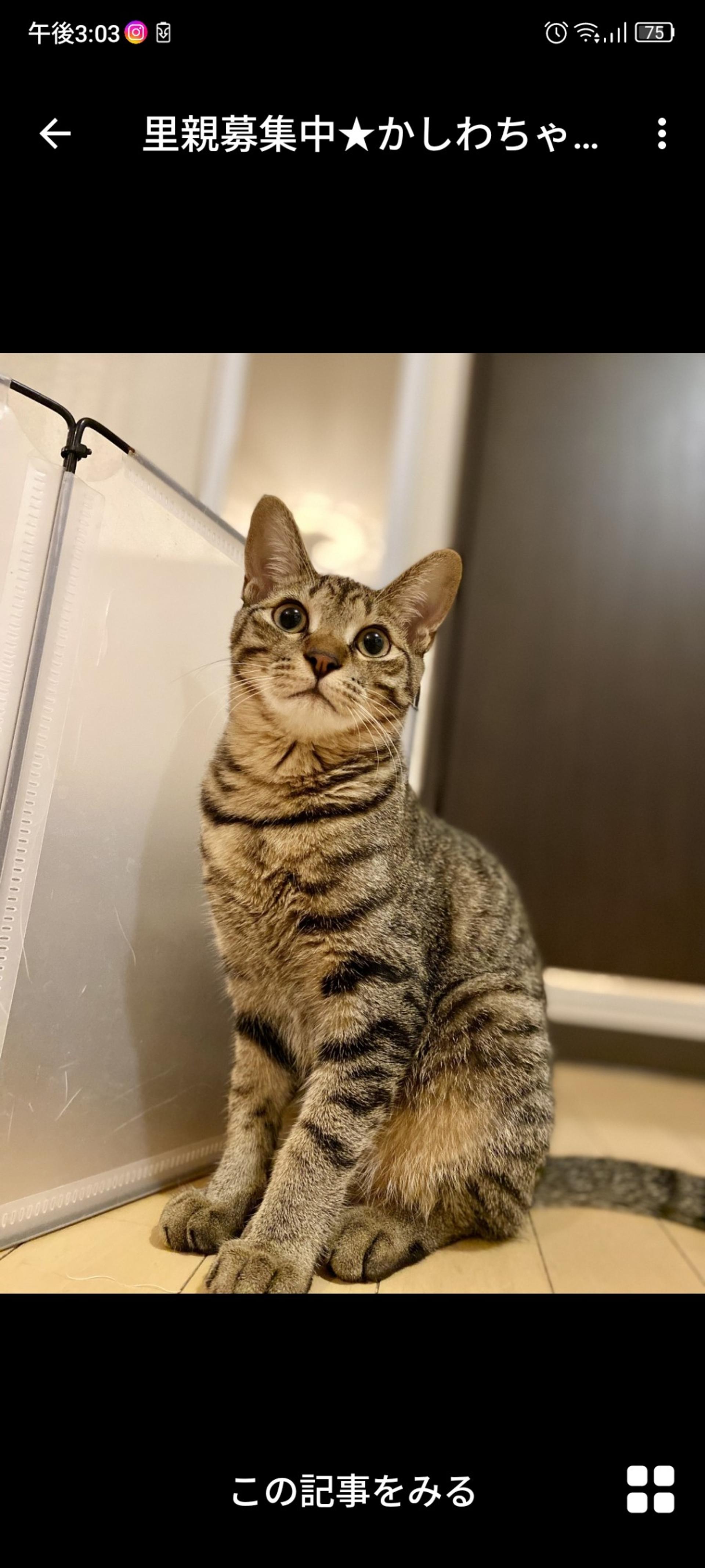 pet-image-2