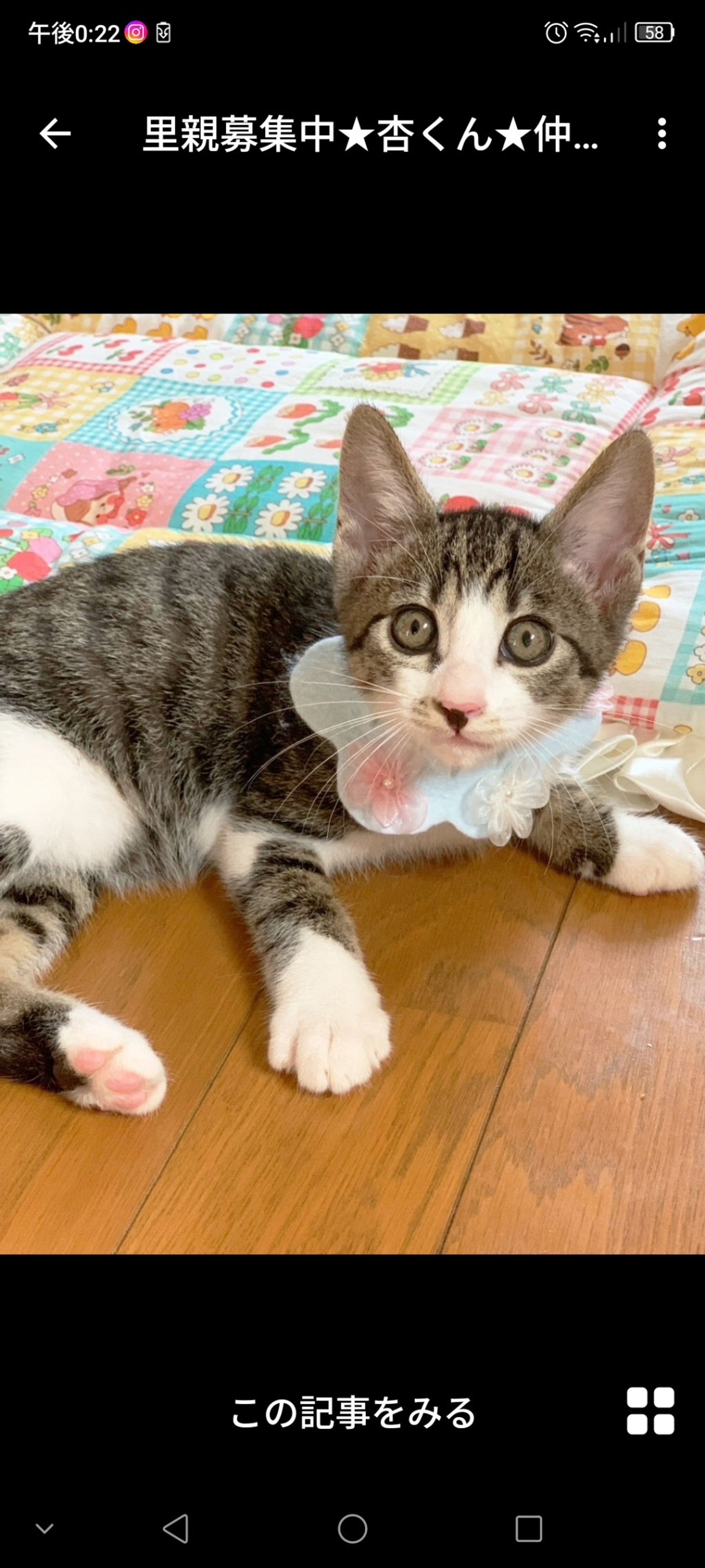 雑種（ミックス猫）・オスの里親募集の写真