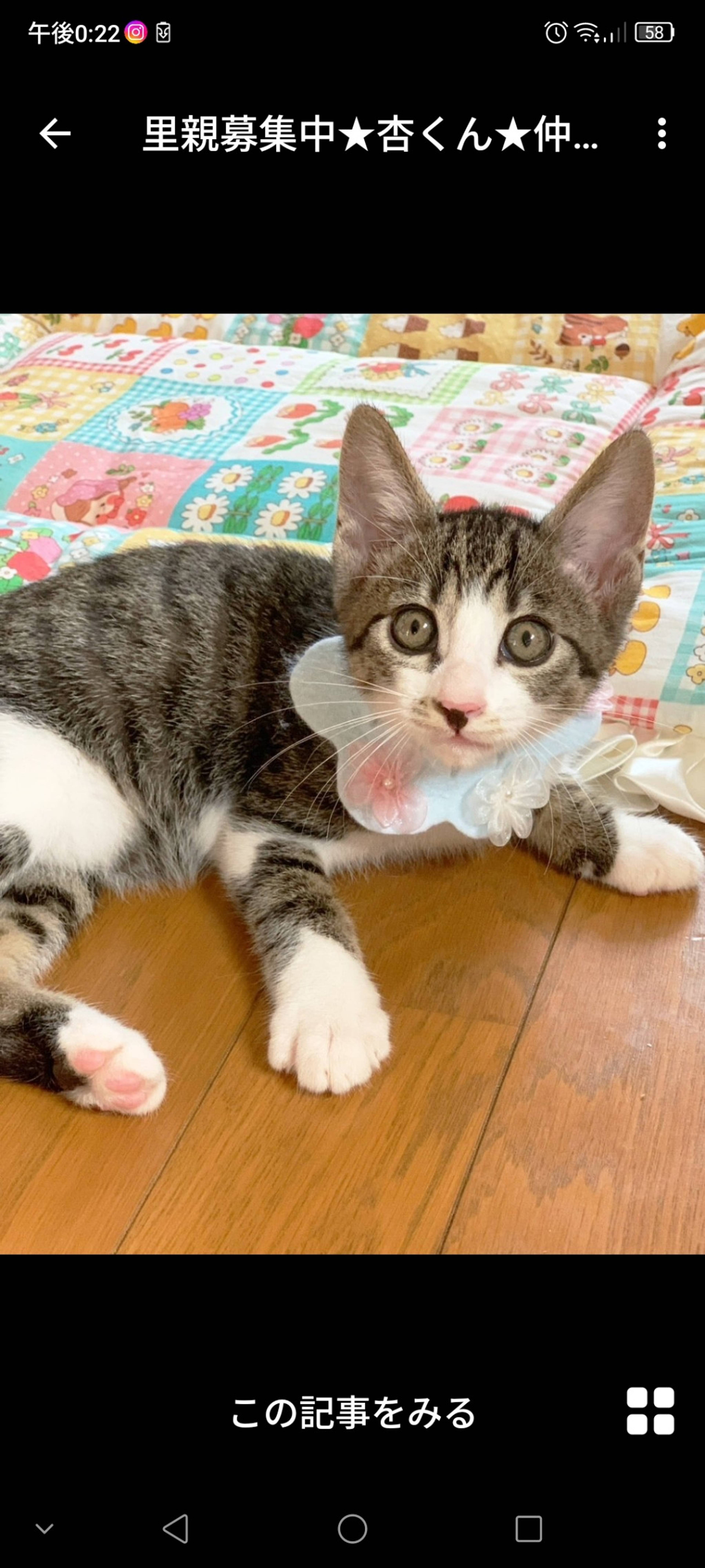 雑種（ミックス猫）・オスの里親募集の写真