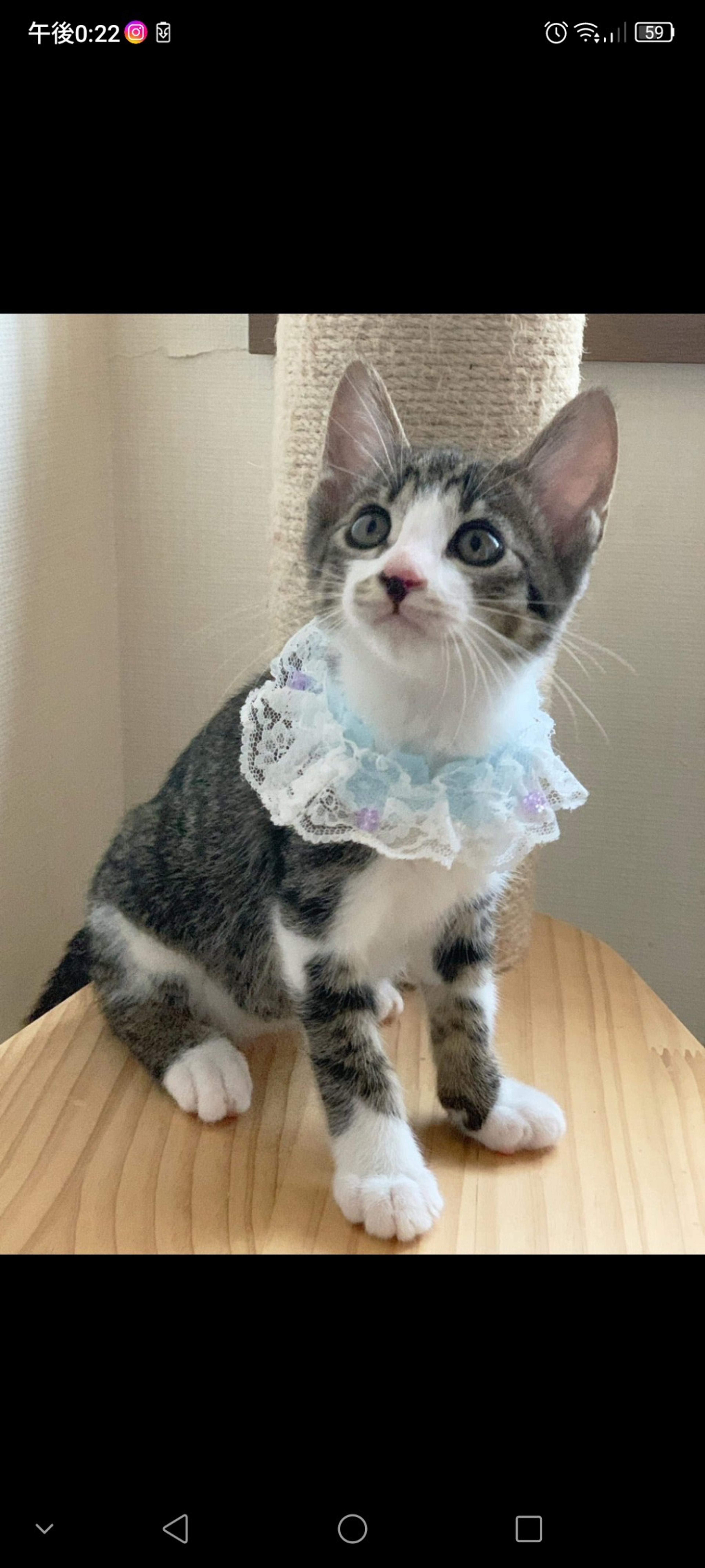 pet-image-2