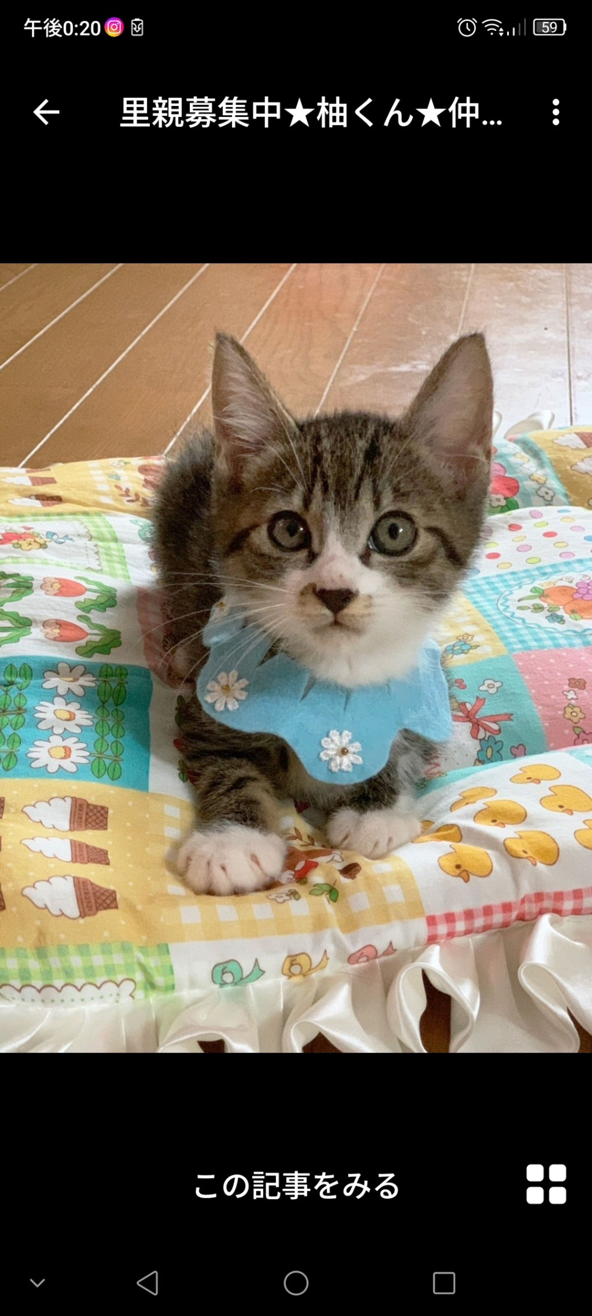 雑種（ミックス猫）・オスの里親募集の写真