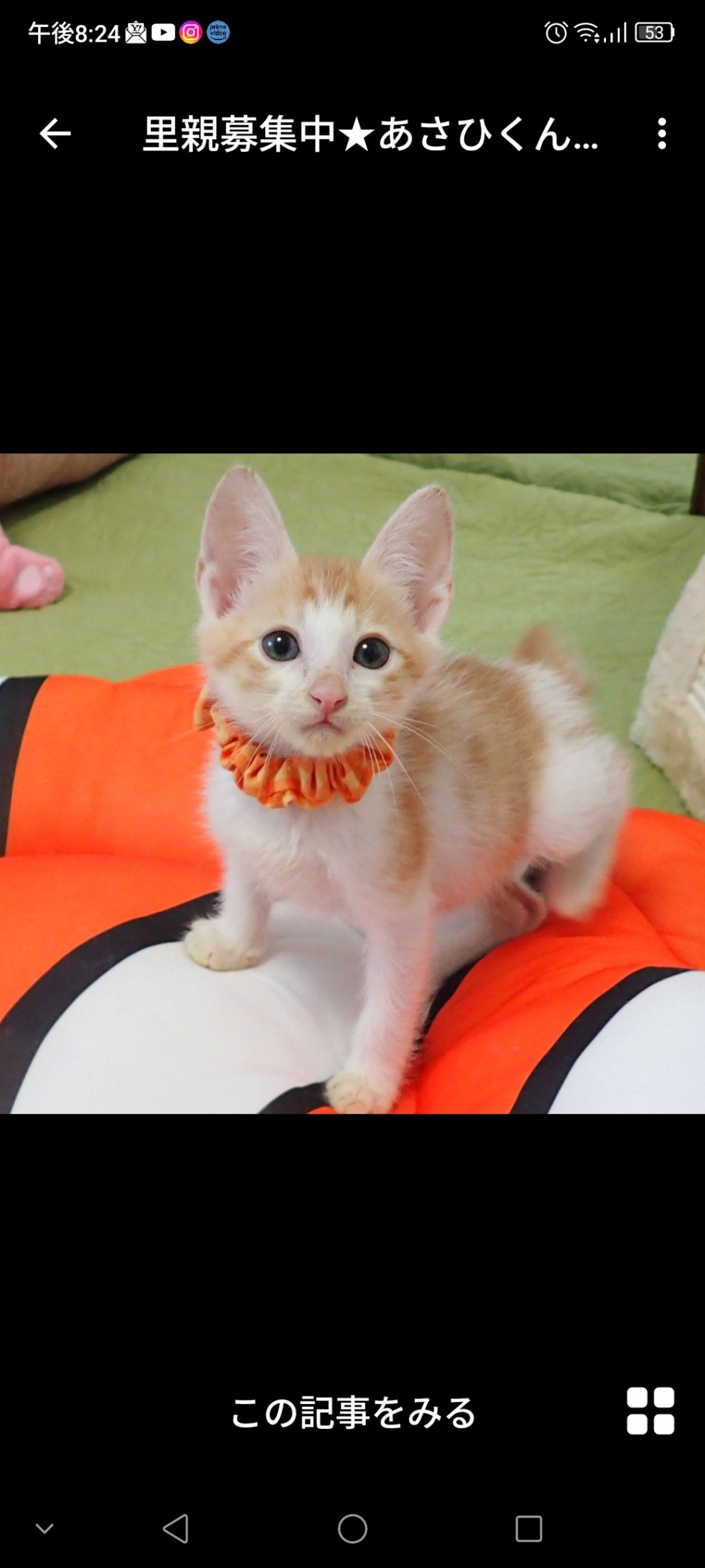 雑種（ミックス猫）・オスの里親募集の写真