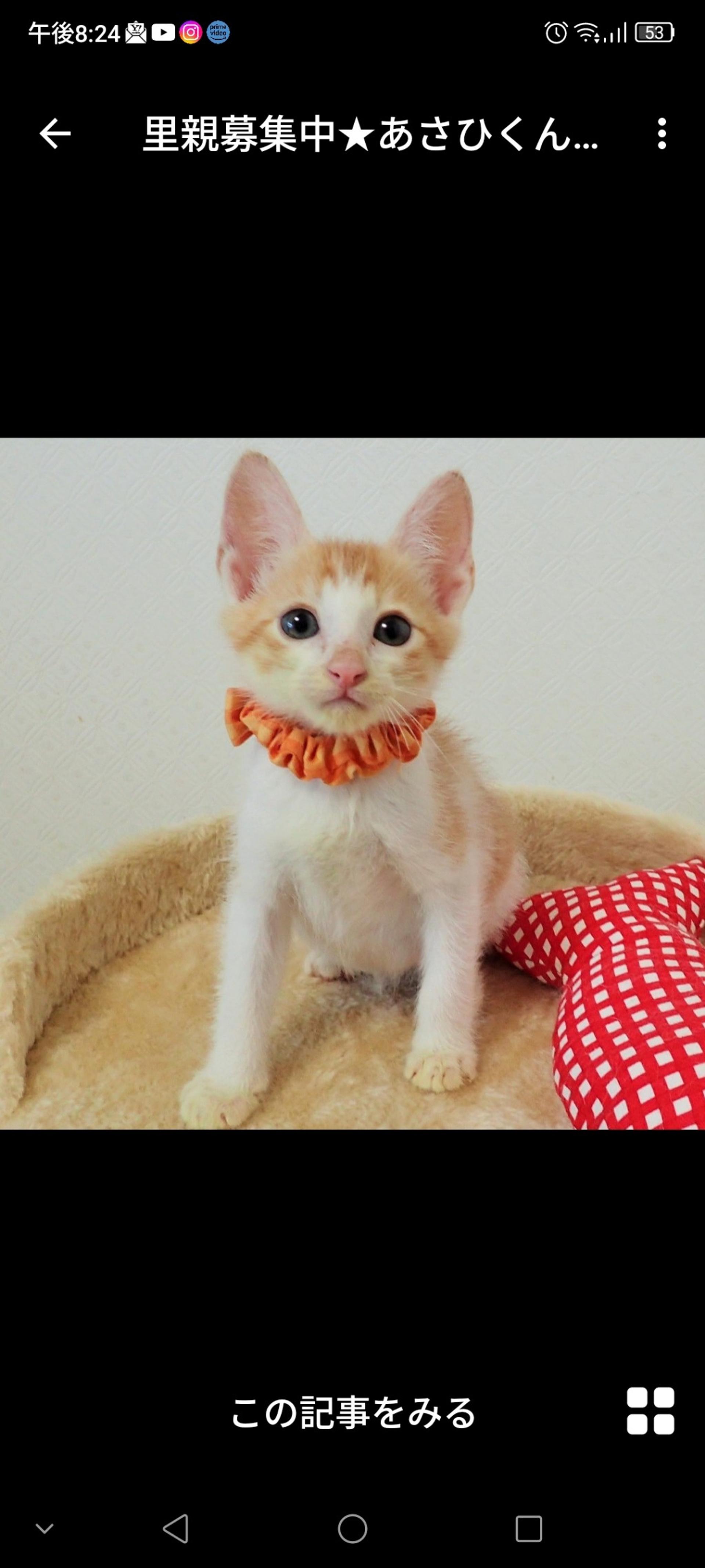 pet-image-2