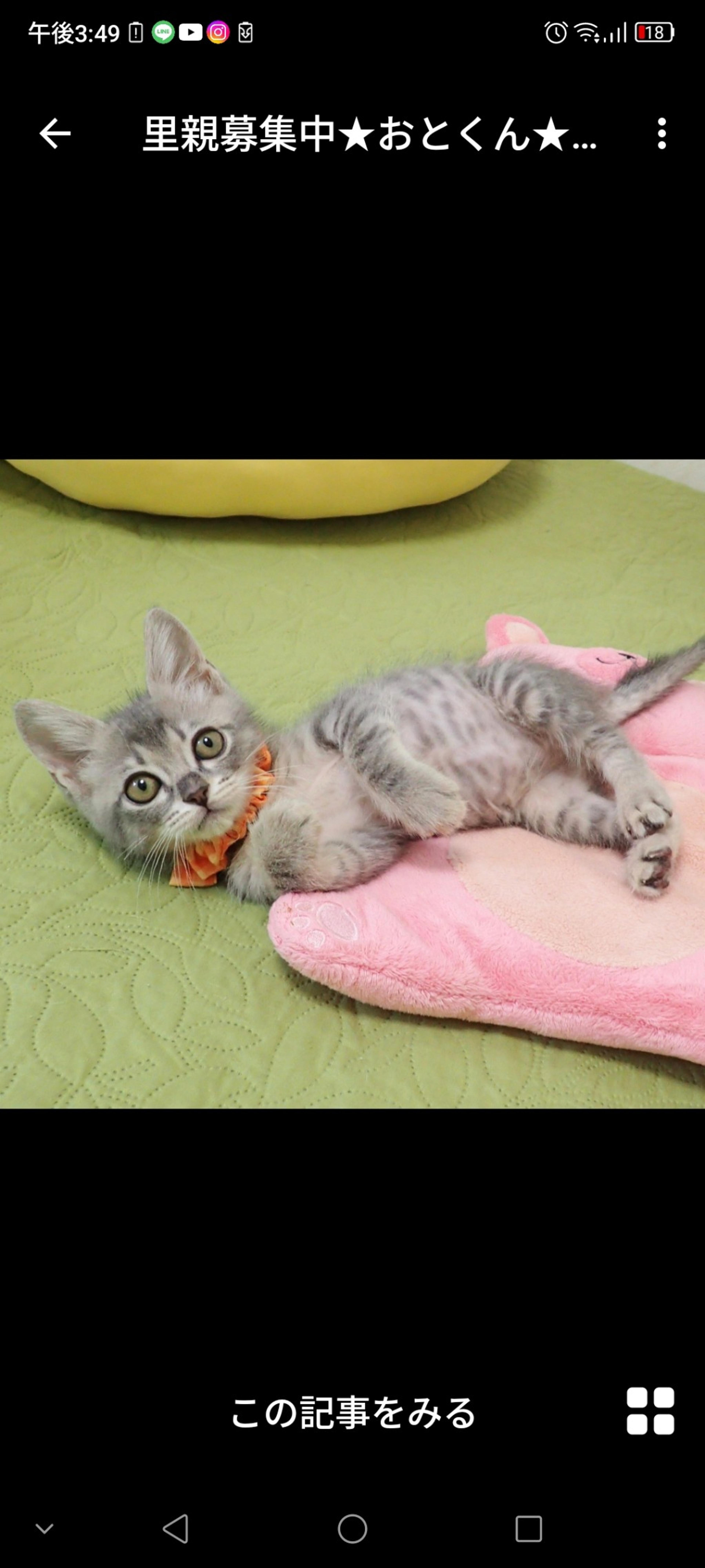 pet-image-3