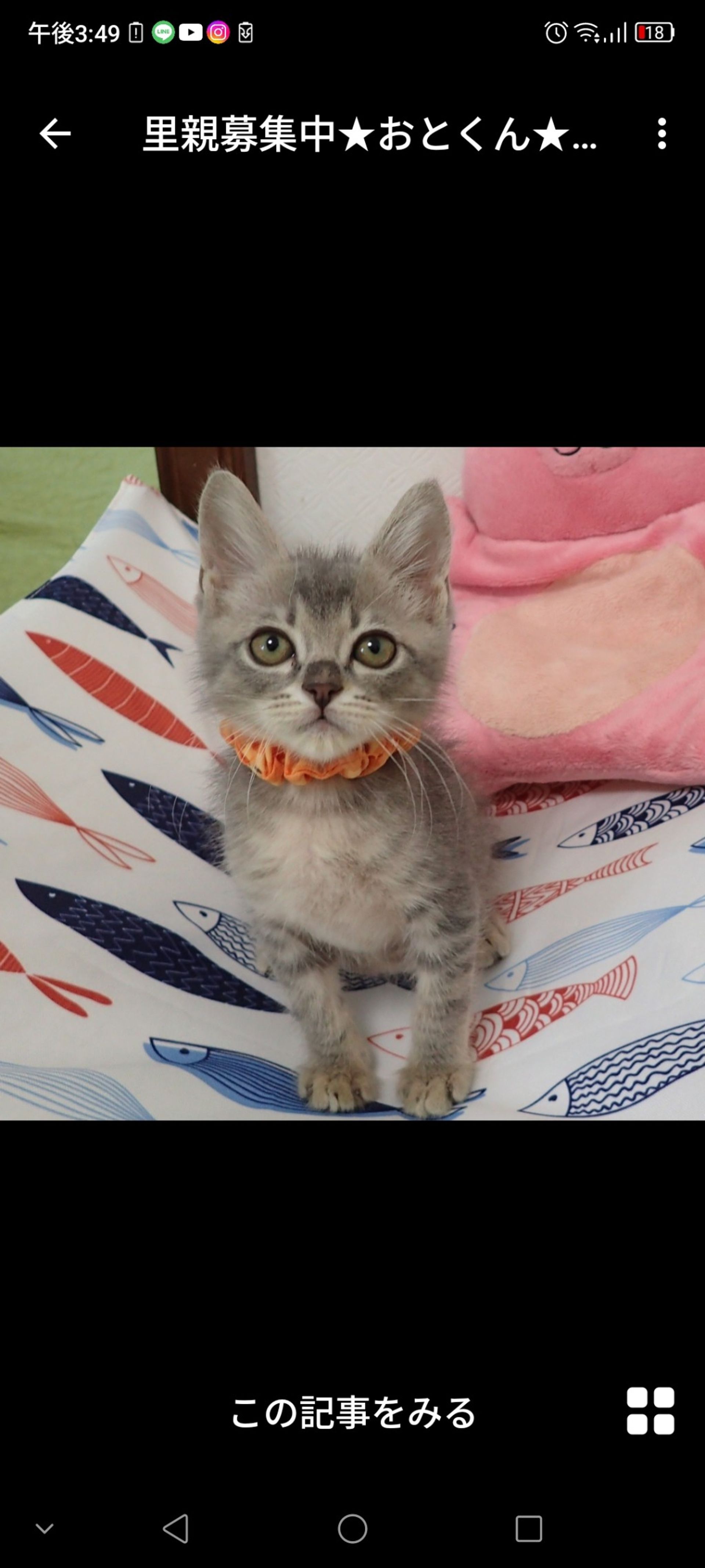 雑種（ミックス猫）・オスの里親募集の写真